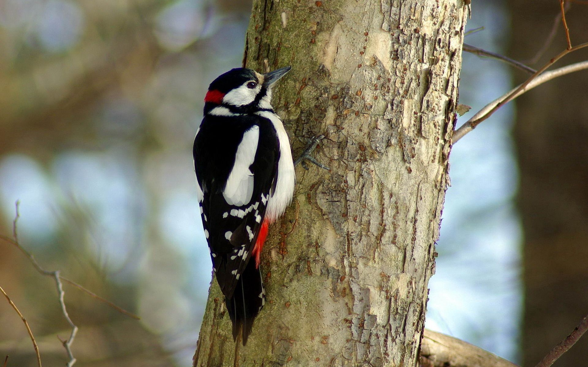 1920x1200 Woodpecker wallpapers for desktop, download free Woodpecker pictures and backgrounds for PC