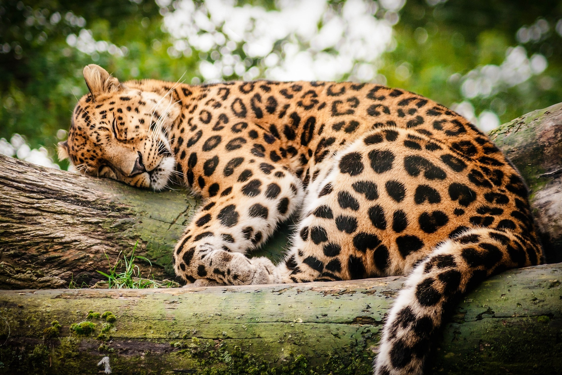 1920x1280 Leopard wild cat rest sleep log wallpaper | | 219367