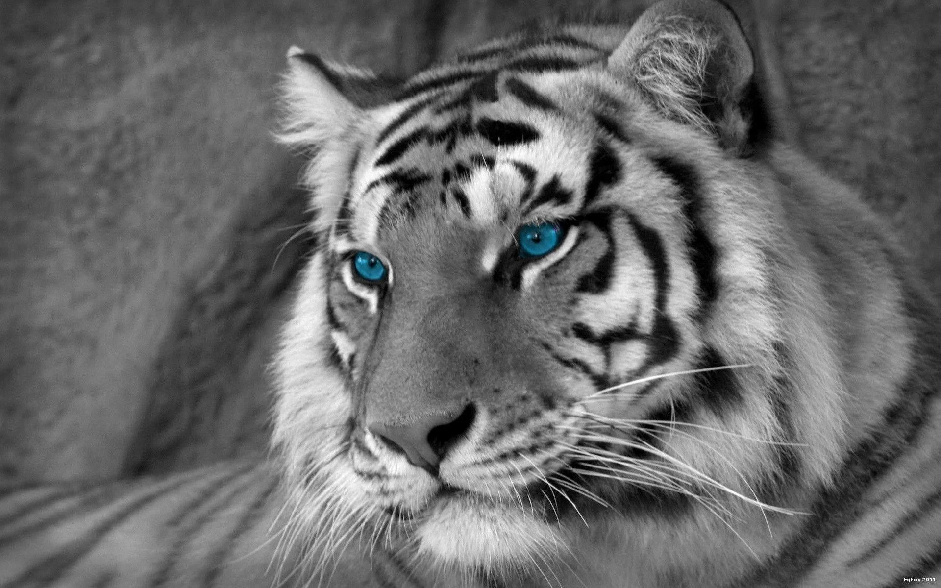 1920x1200 White Tiger Wallpapers Top Free White Tiger Backgrounds