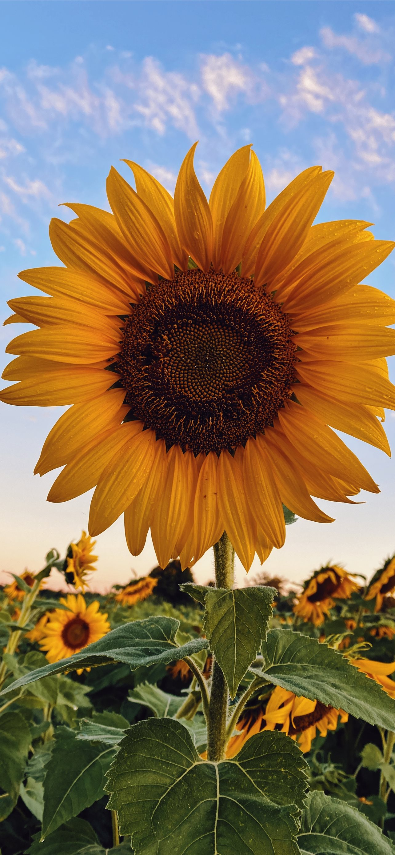 1284x2778 Best Sunflower iPhone HD Wallpapers