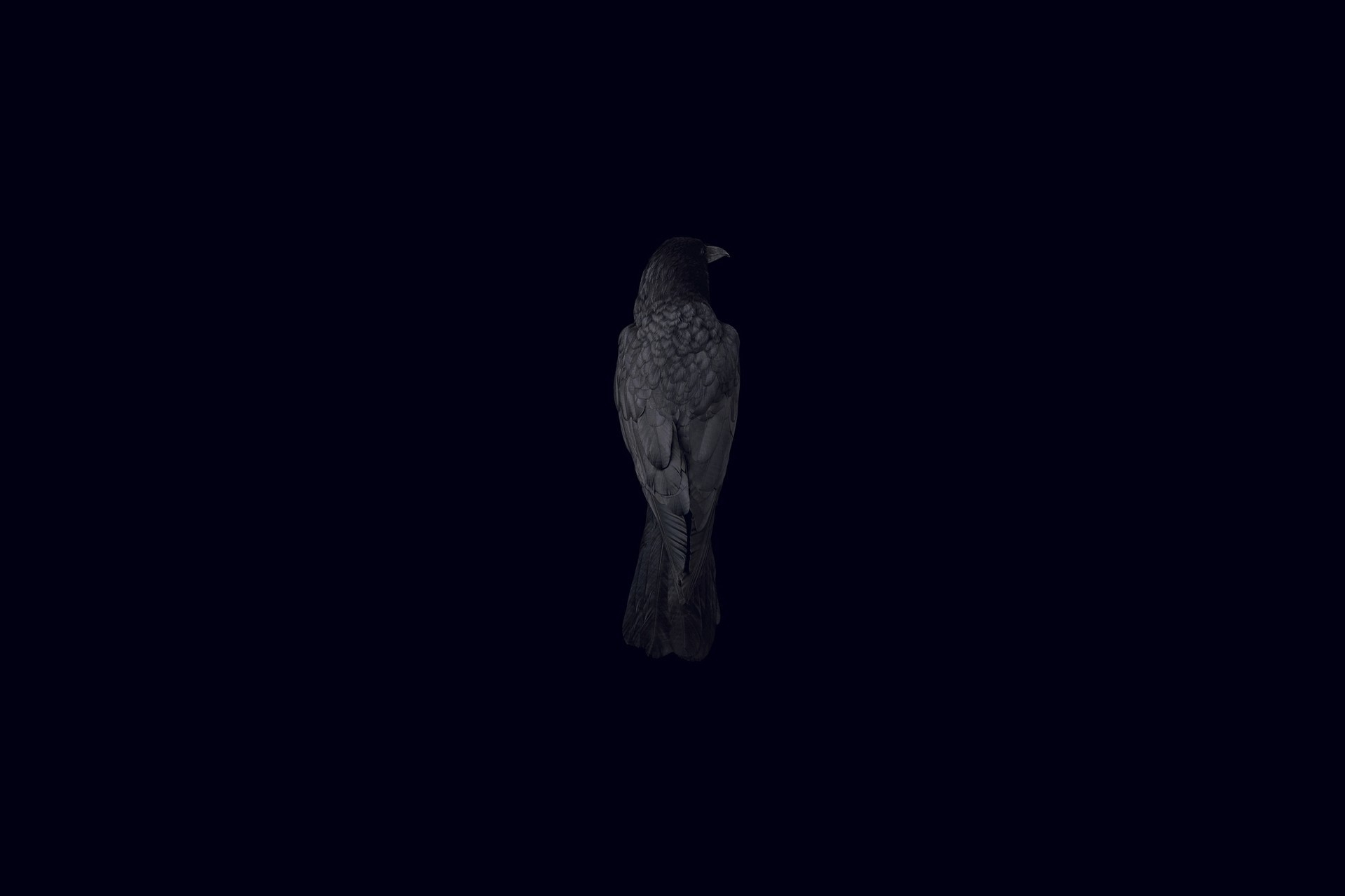 1920x1280 Download wallpaper bird, Raven, black background, section minimalism in resoluti