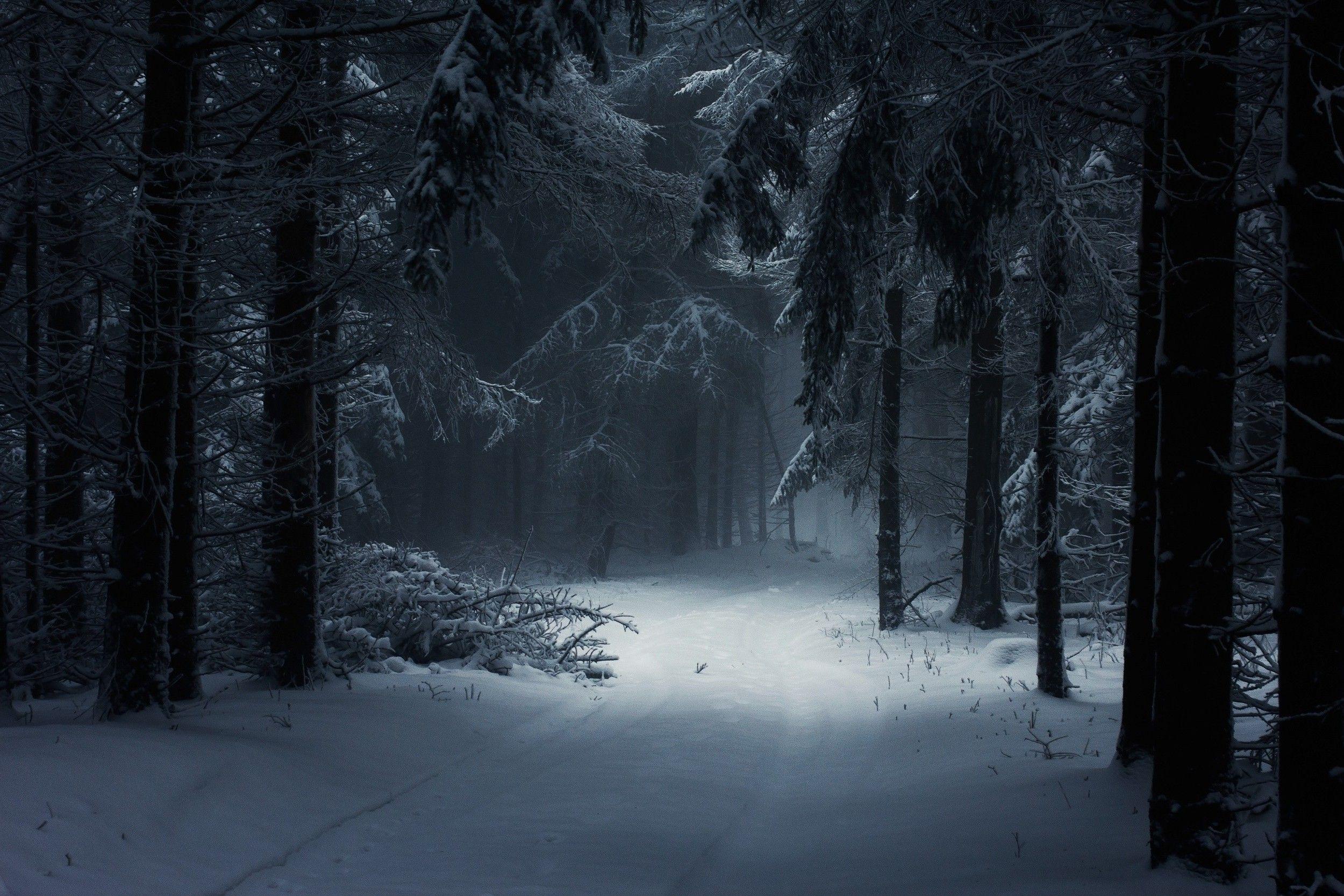 2500x1667 Dark Winter Forest Wallpapers Top Free Dark Winter Forest Backgrounds