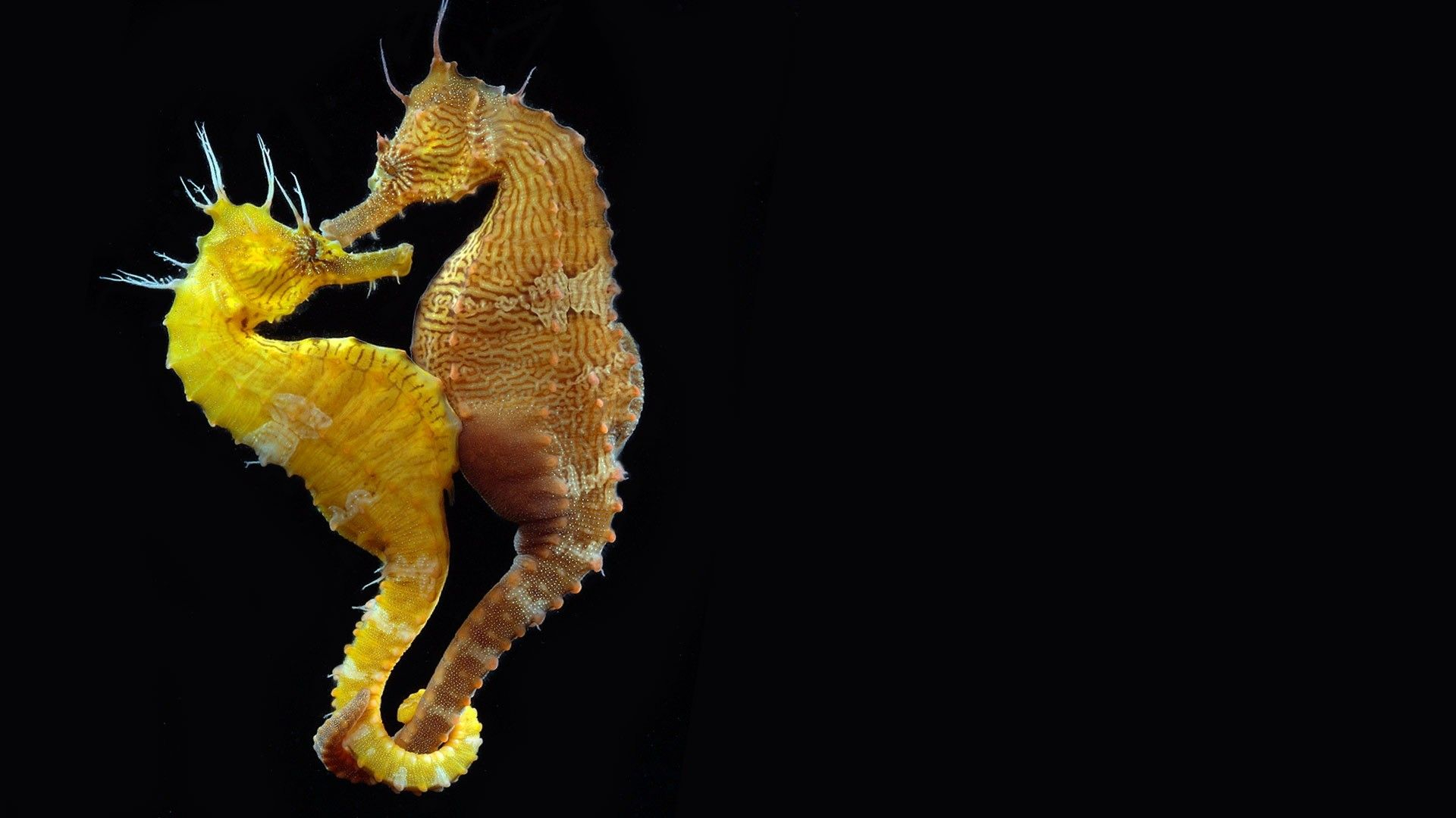 1920x1080 Seahorse Wallpapers Top Free Seahorse Backgrounds