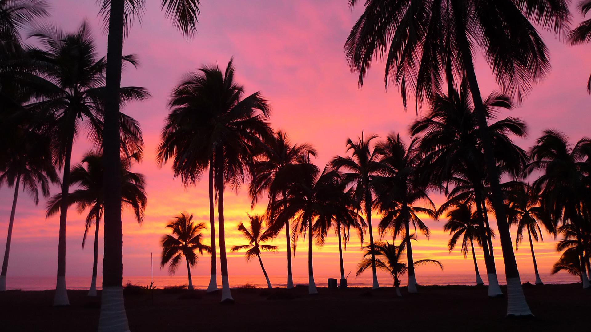 1920x1080 Sunset Palm Tree Wallpapers
