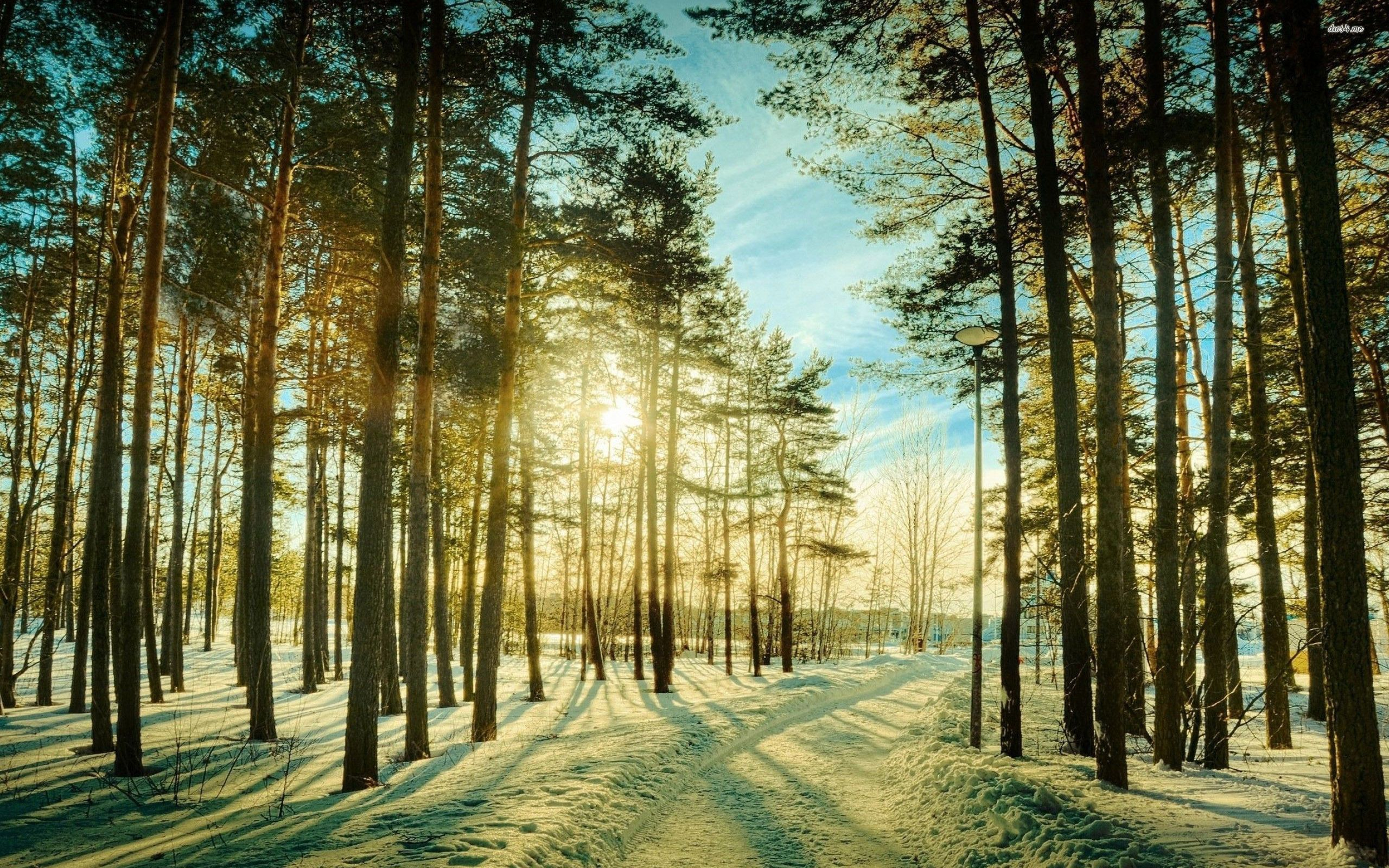 2560x1600 Sunny day in the snowy forest HD wallpaper | Snowy forest, Cool landscapes, Forest wallpaper