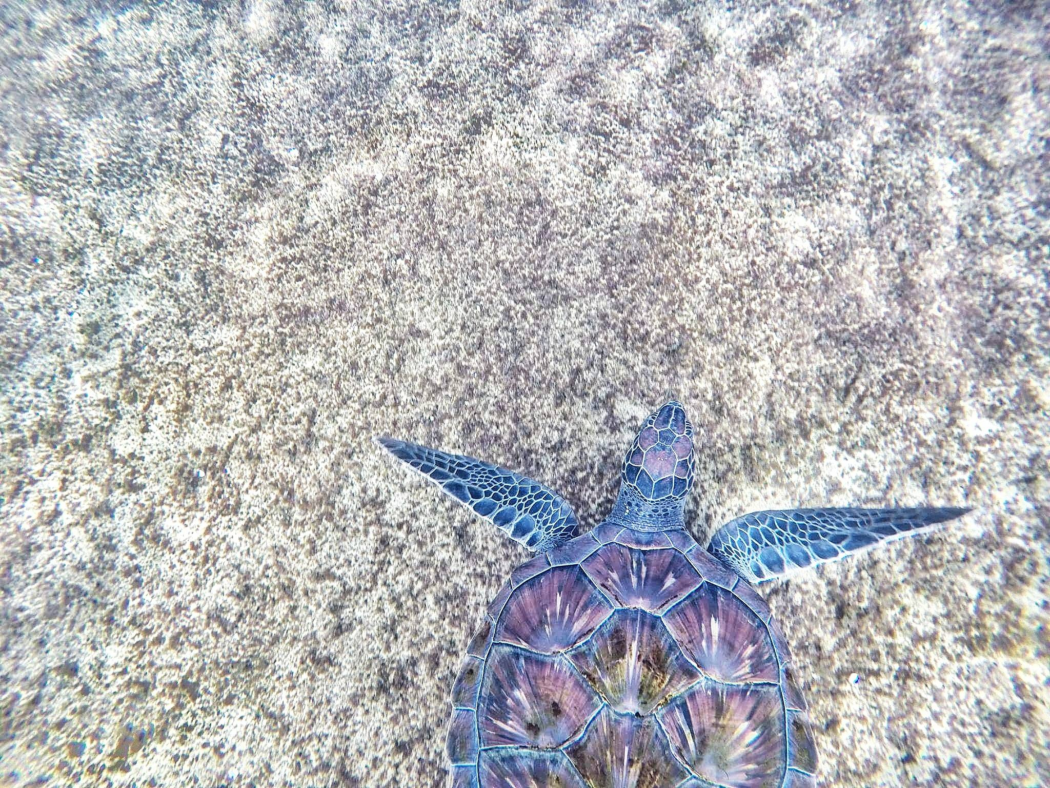 2048x1536 Sea Turtle Photos, Download Free Sea Turtle Stock Photos \u0026 HD Images