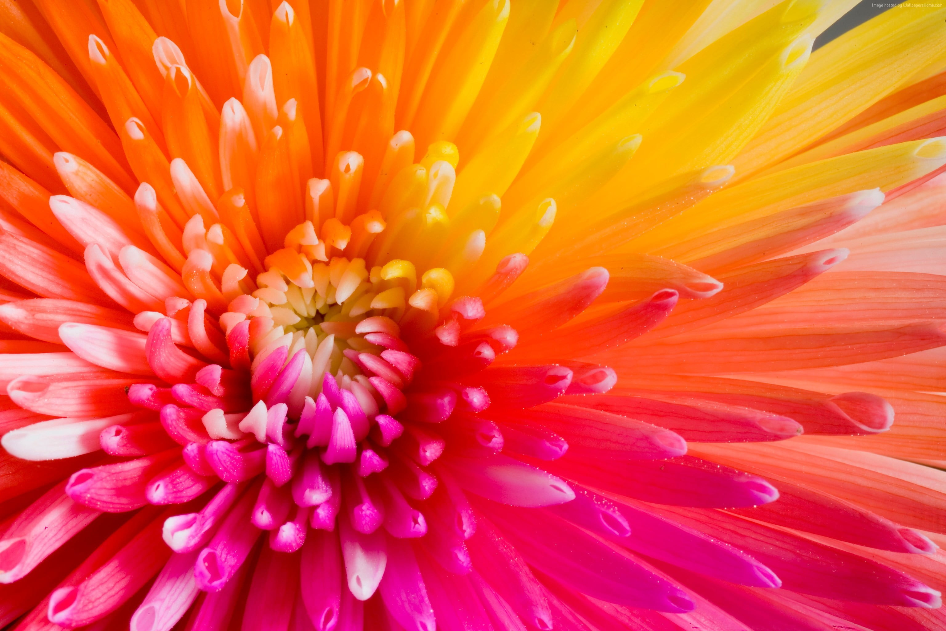 3072x2048 Closeup photo of pink and orange gerbera daisy HD wallpaper | Wallpaper Flare