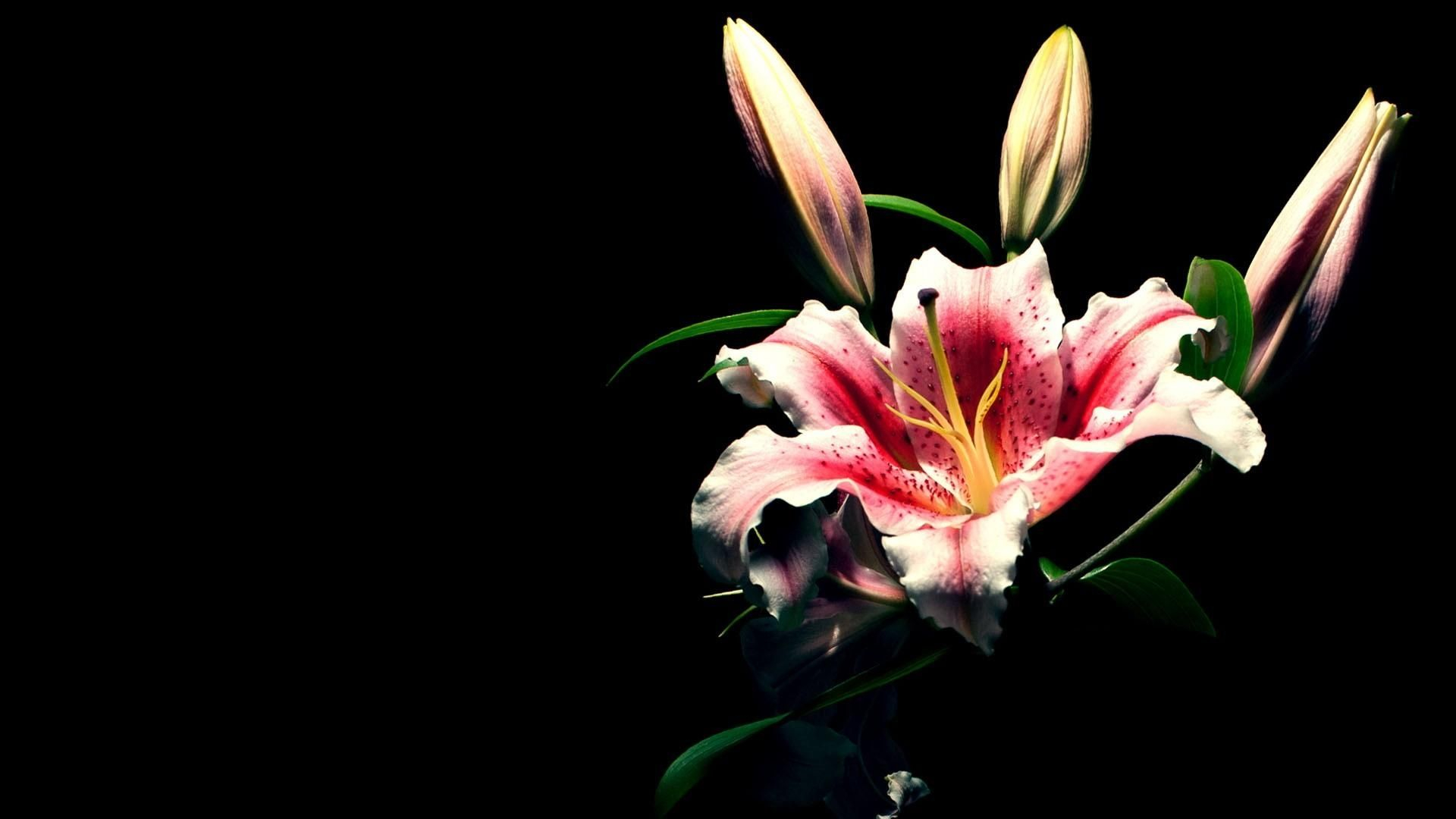 1920x1080 Full HD 1080p Lily Wallpapers HD, Desktop Backgrounds ... | Lily wallpaper, Flower images wallpapers, Flowers black background
