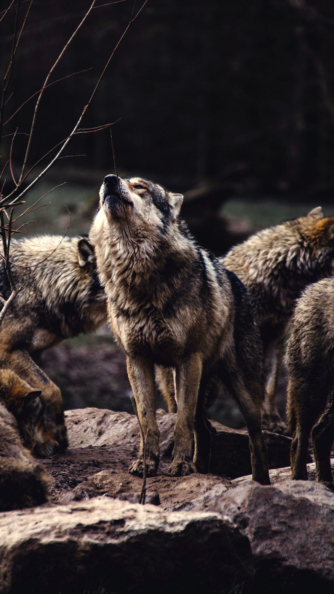 1080x1920 A pack of wolves, the alpha male prepared to howl Mobile Abyss