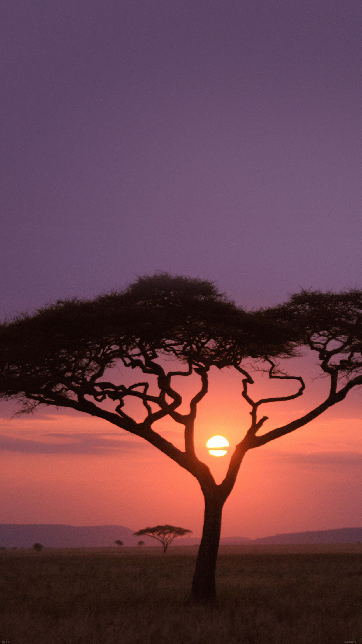1242x2208 | iPhone11 wallpaper | mf03-solo-tree-safariafrica-sunset