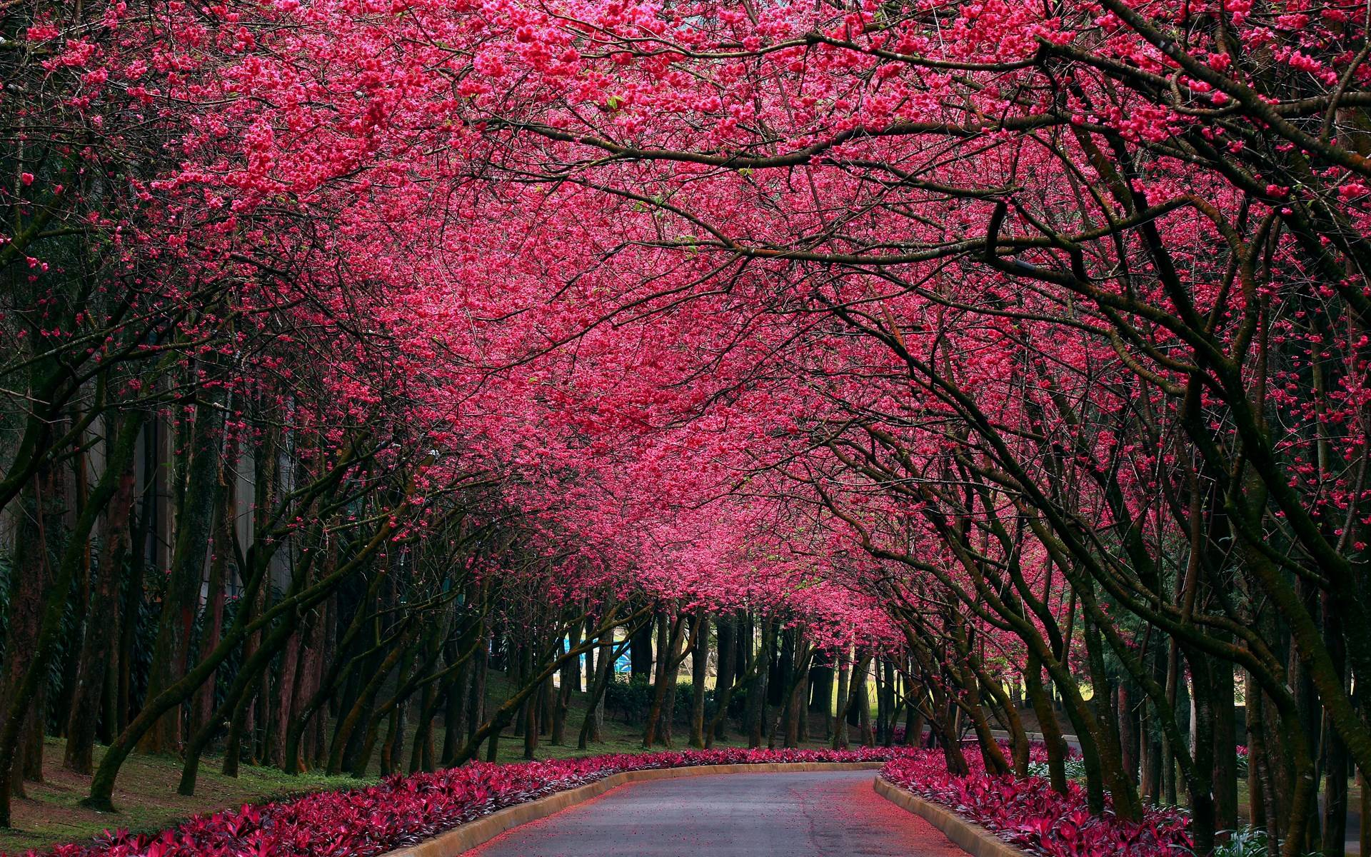 1920x1200 Pink Nature Wallpapers
