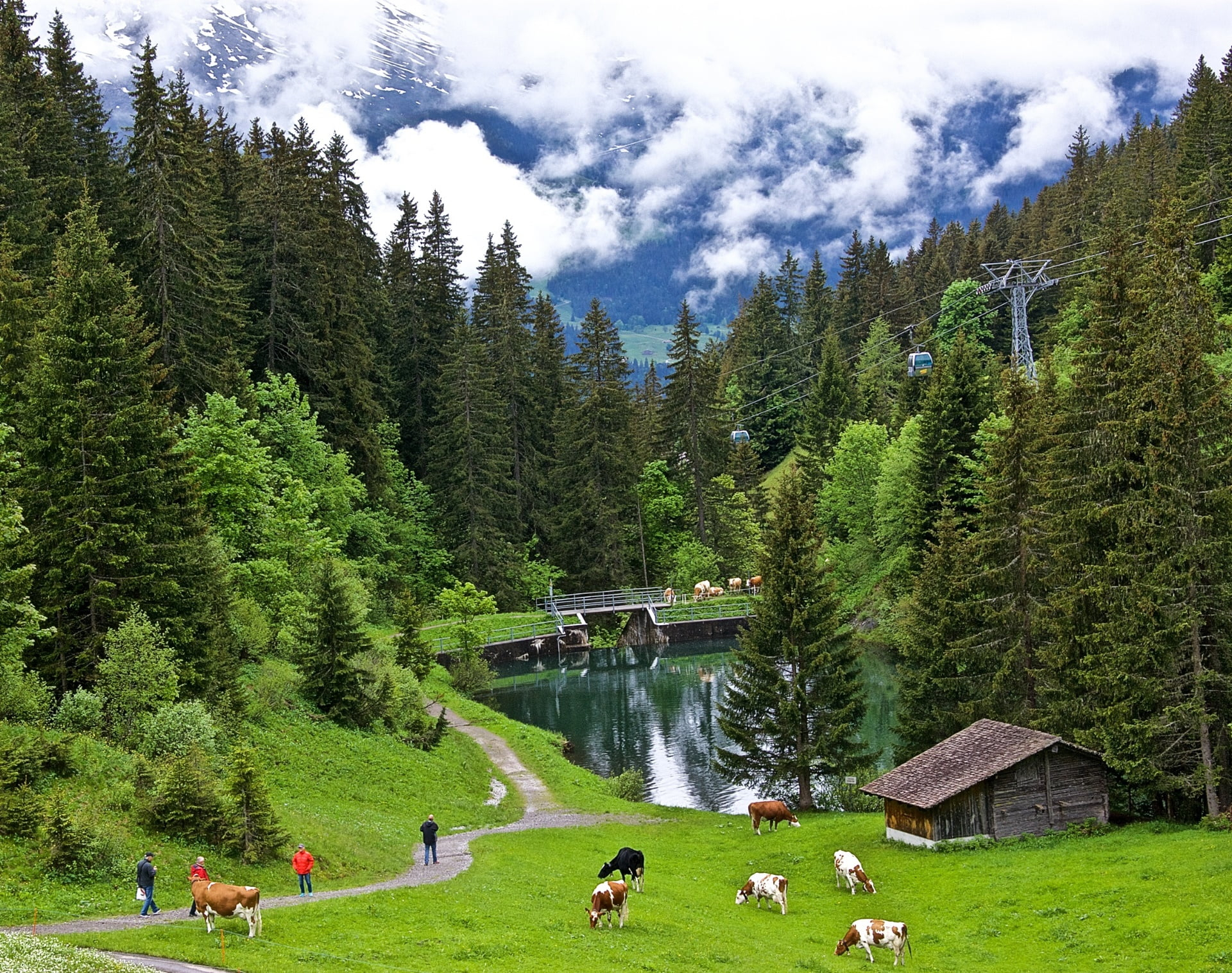 1920x1516 Green pine trees, Switzerland, cow, nature, landscape HD wallpaper |