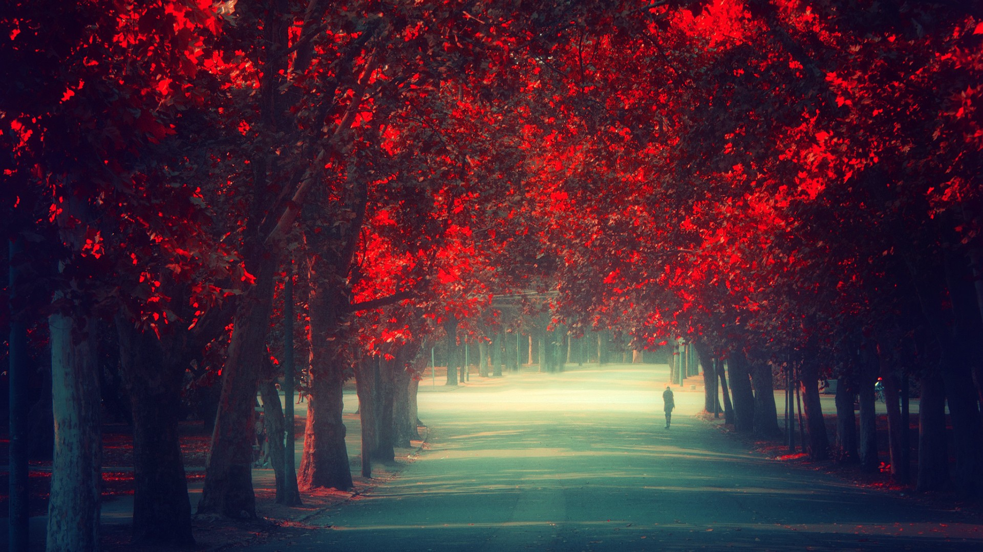 1920x1080 trees, Autumn, season , Red, Leaves, Remembrance Wallpapers HD / Desktop and Mobile Backgrounds