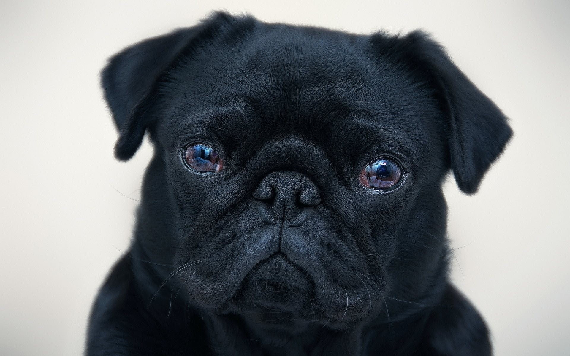1920x1200 Black pug puppy HD wallpaper
