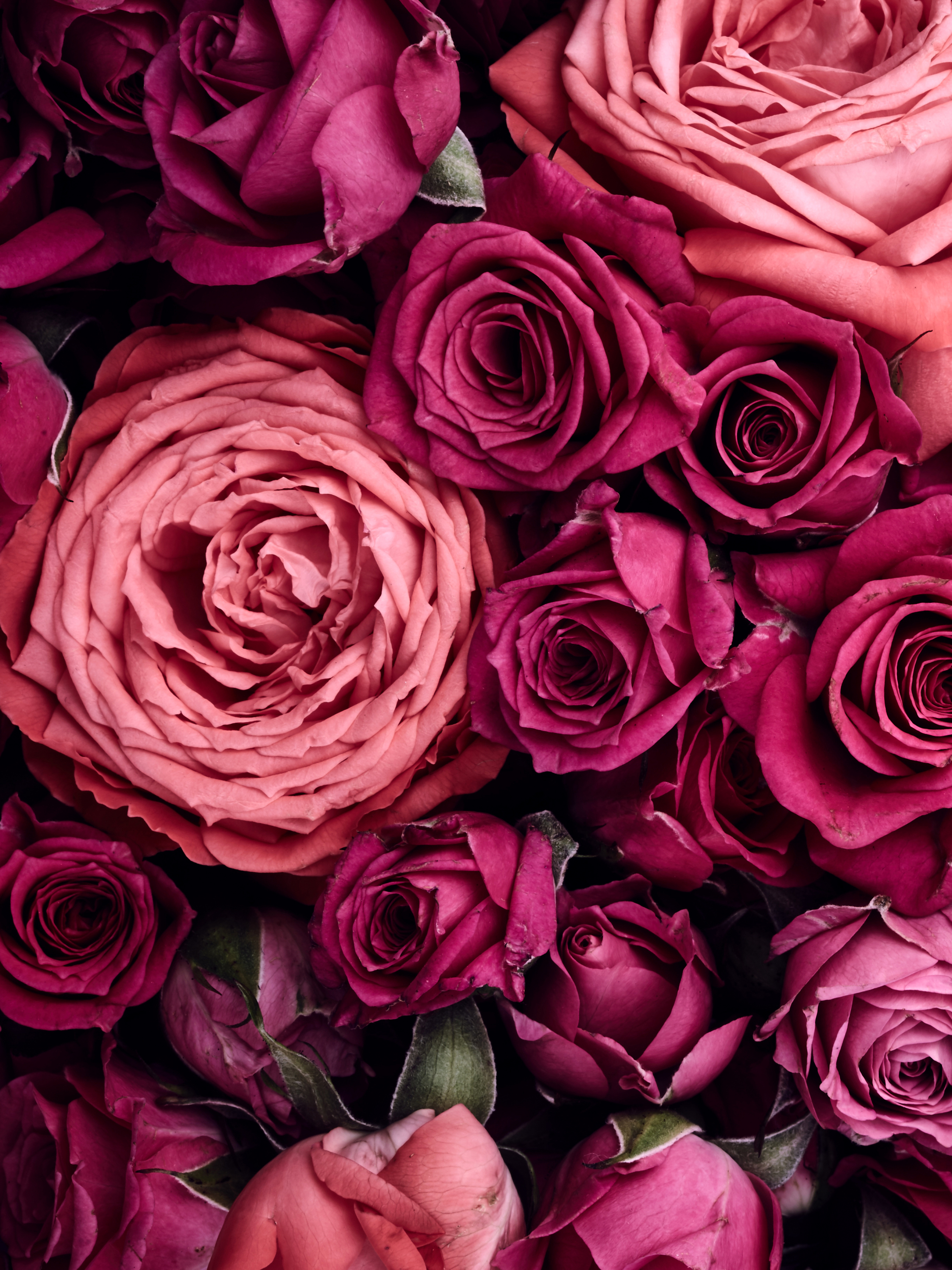 2048x2732 Light Pink and Dark Pink Roses Mobile Abyss