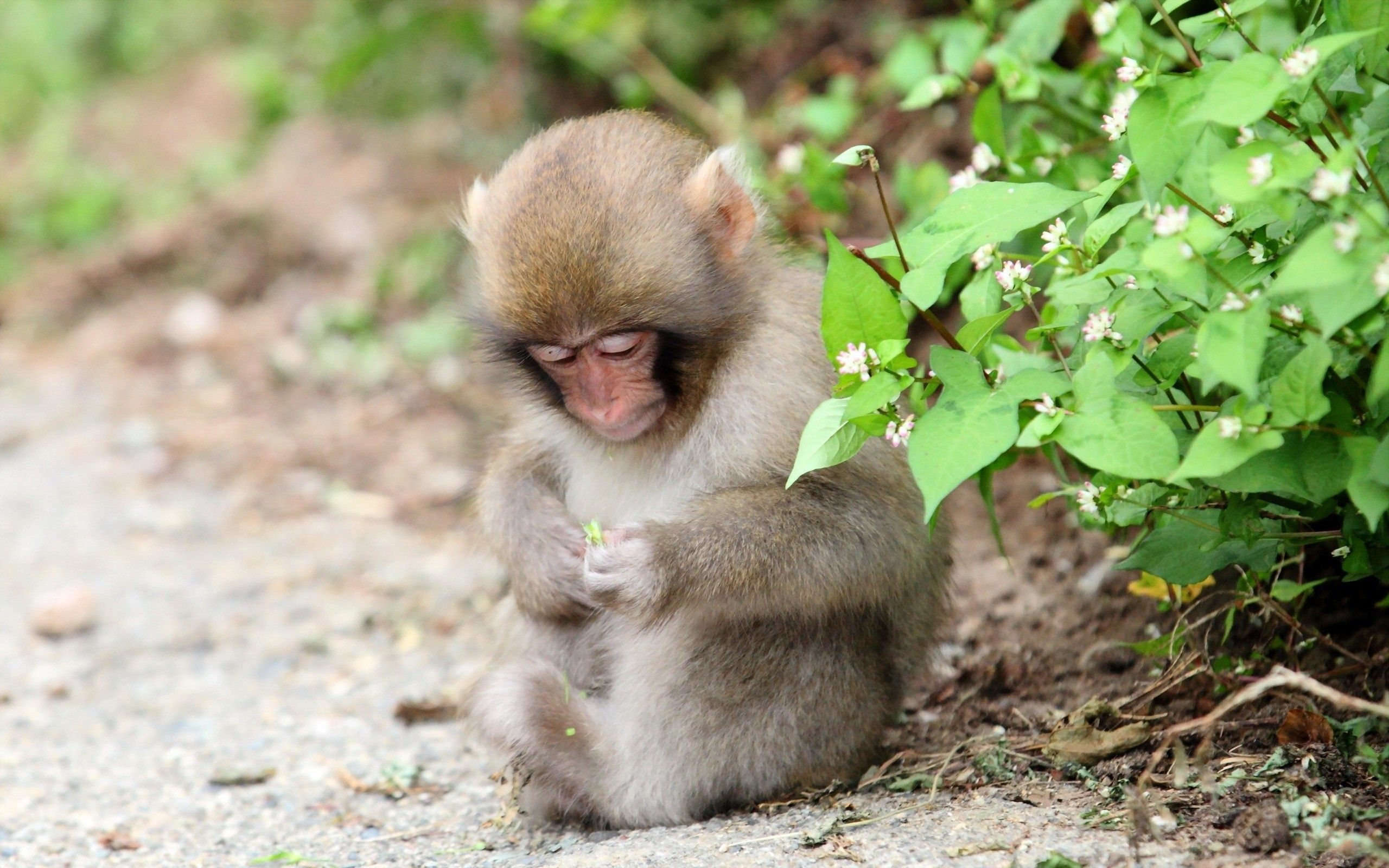 2560x1600 Cute Baby Monkey Wallpapers Top Free Cute Baby Monkey Backgrounds