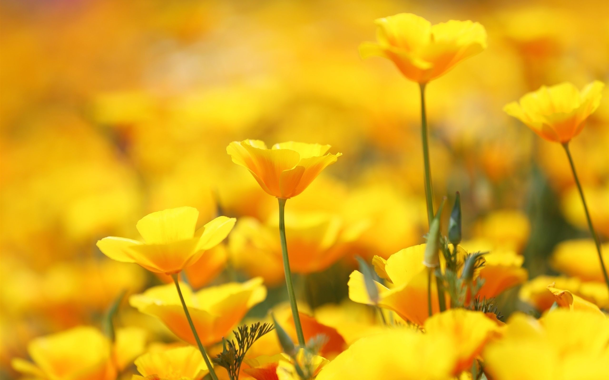 2560x1600 Yellow Flower Wallpapers Top Free Yellow Flower Backgrounds