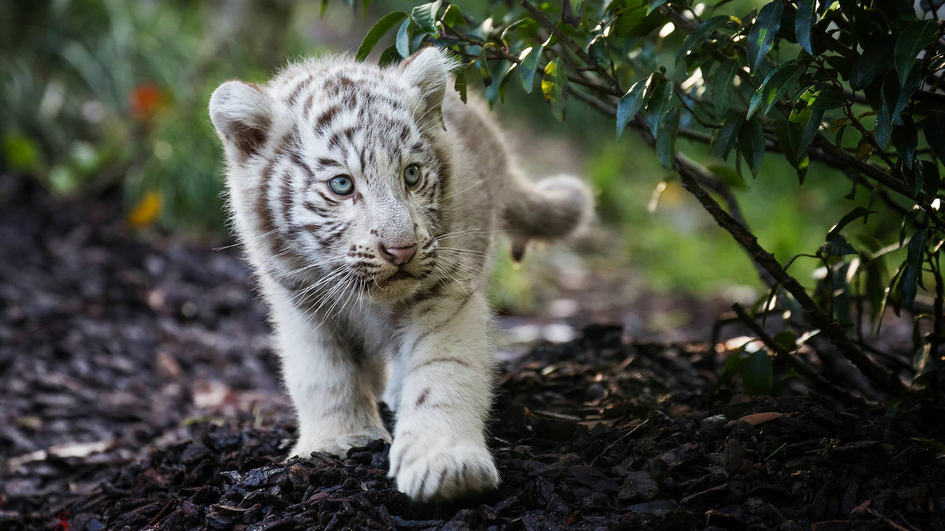1920x1080 Cute Cub Bengal White Tiger, HD Animals, 4k Wallpapers, Images, Backgrounds, Photos and Pictures