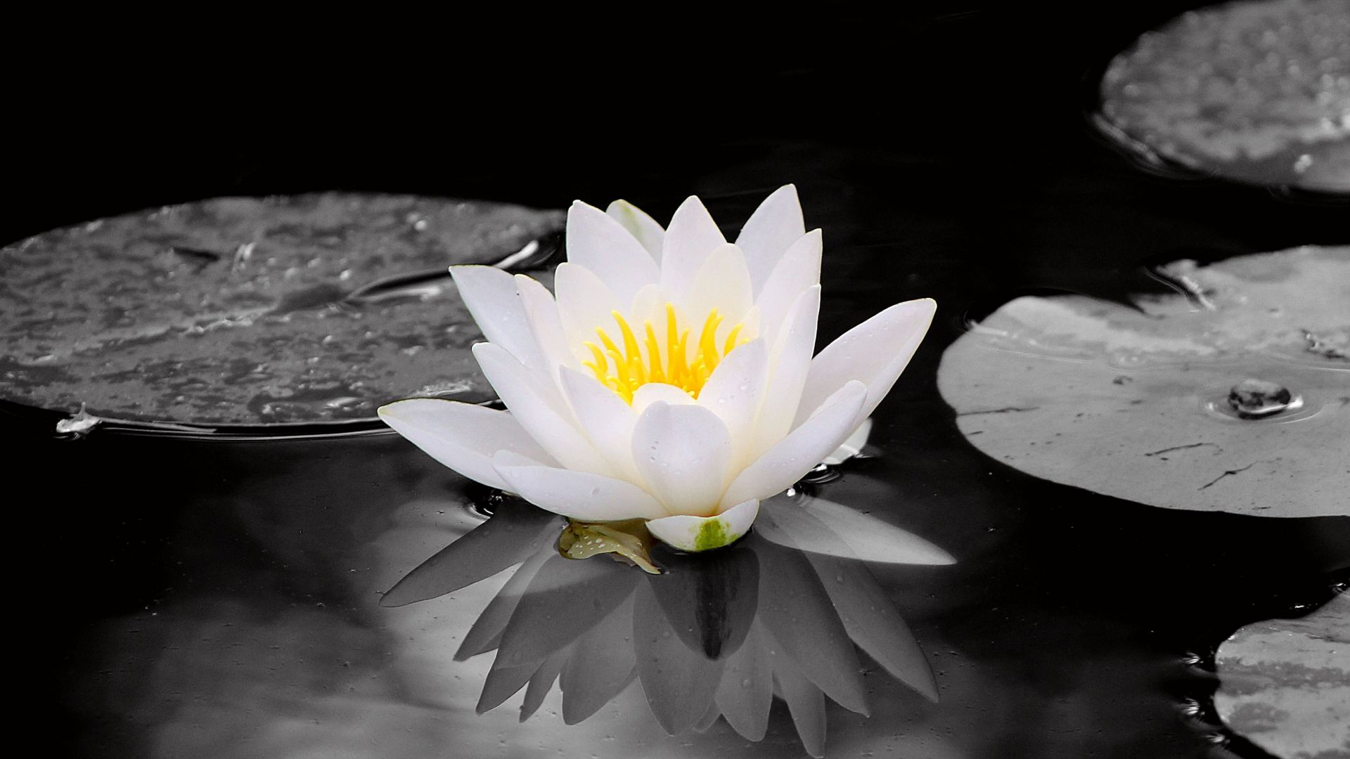 1920x1080 Desktop Wallpaper White Water Lily, Flowers, Pond, 4k, Hd Image, Picture, Background, 048b9d