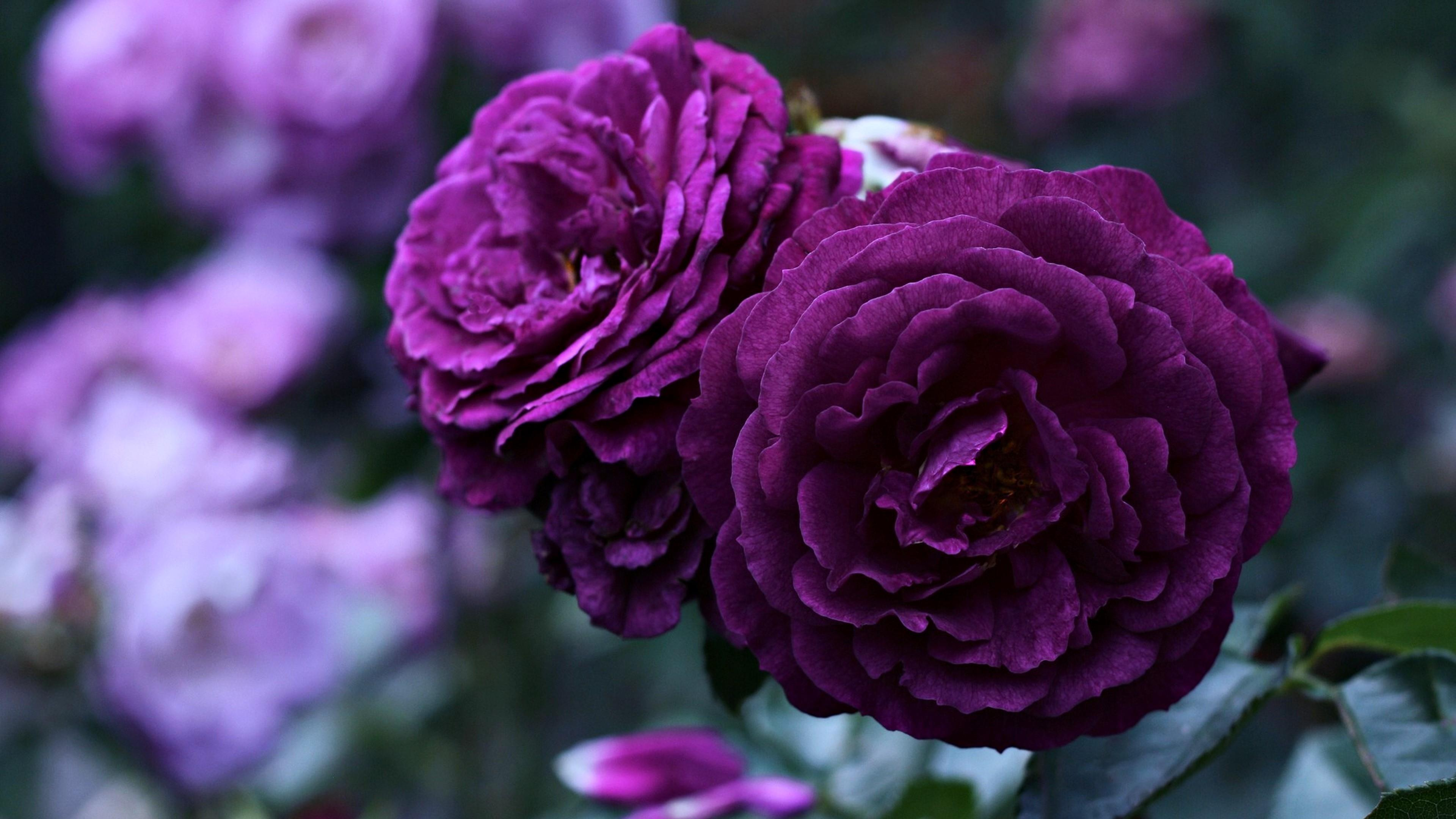 3840x2160 Amazing purple roses wallpaper backiee