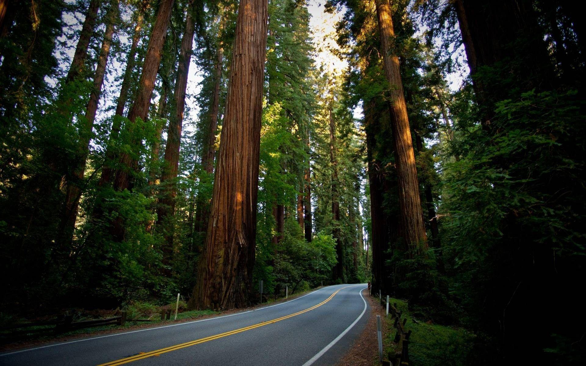 1920x1200 Redwood National Park Wallpapers Top Free Redwood National Park Backgrounds