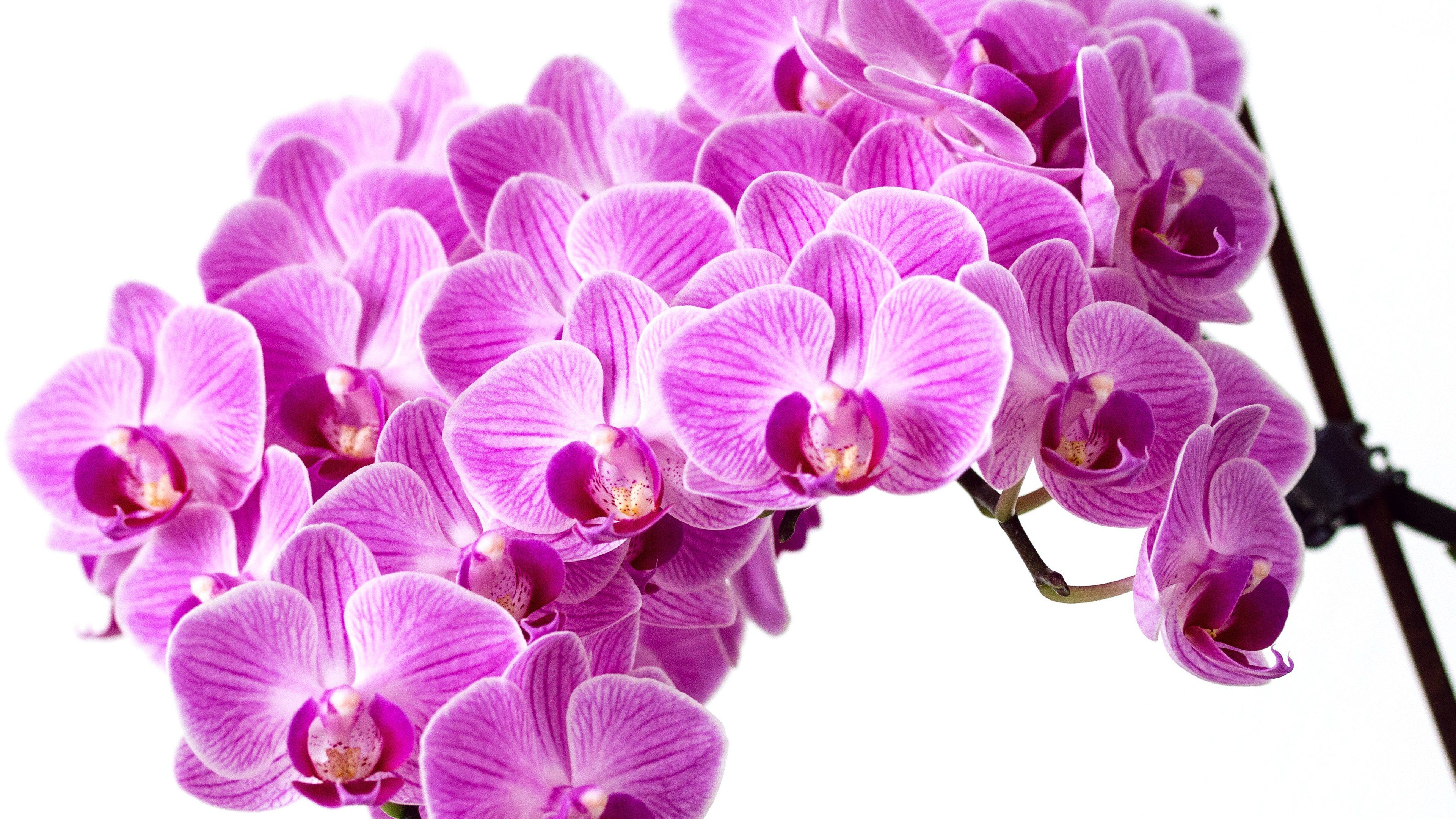 3840x2160 Purple Orchid Wallpapers Top Free Purple Orchid Backgrounds