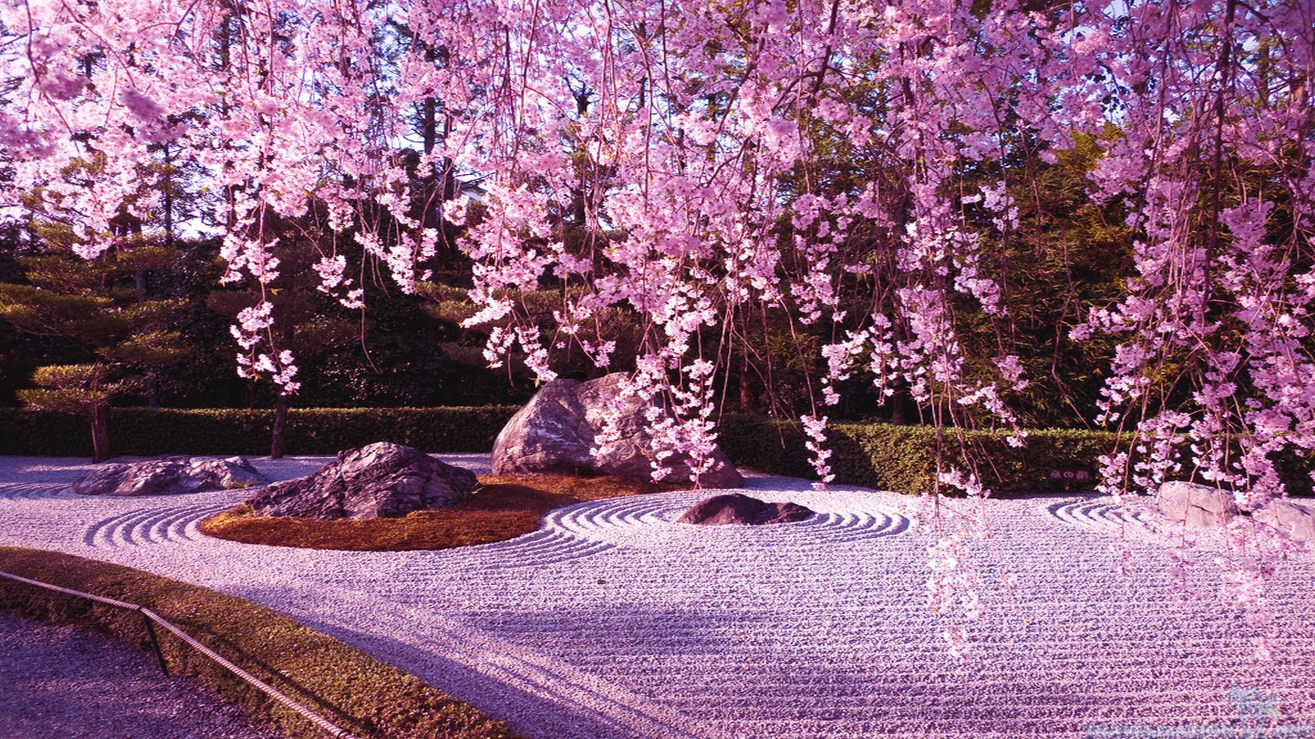 1920x1080 Japanese Garden Cherry Blossom Wallpapers Top Free Japanese Garden Cherry Blossom Backgrounds