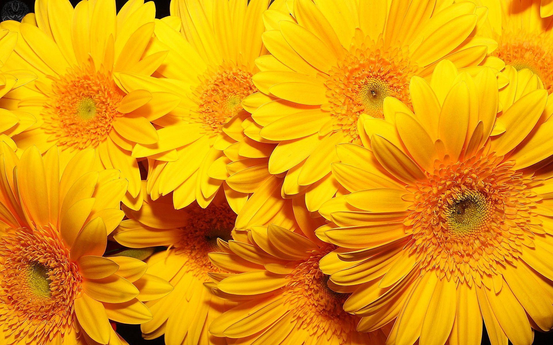 1920x1200 Yellow Flower Wallpapers Top Free Yellow Flower Backgrounds