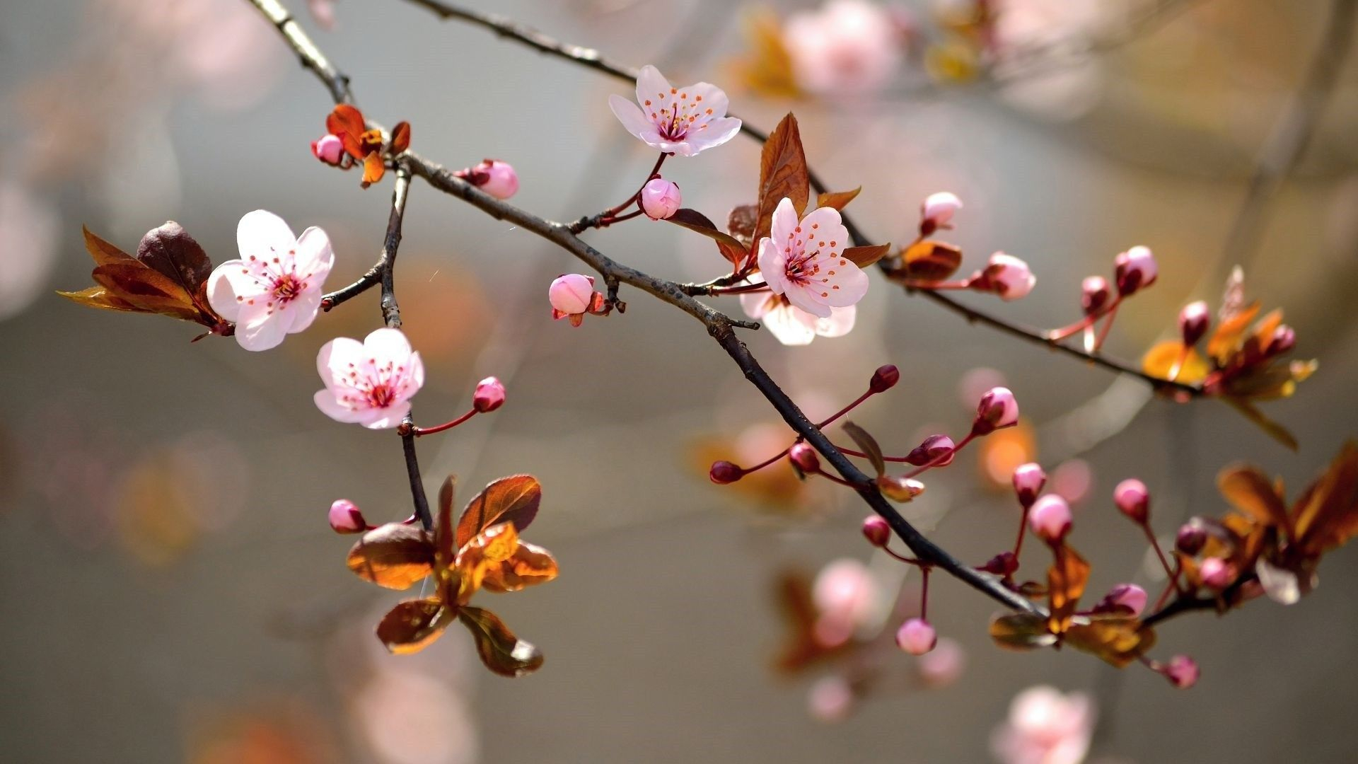 1920x1080 Spring Wallpaper: Top Free Spring Backgrounds, Pictures \u0026 Images Download