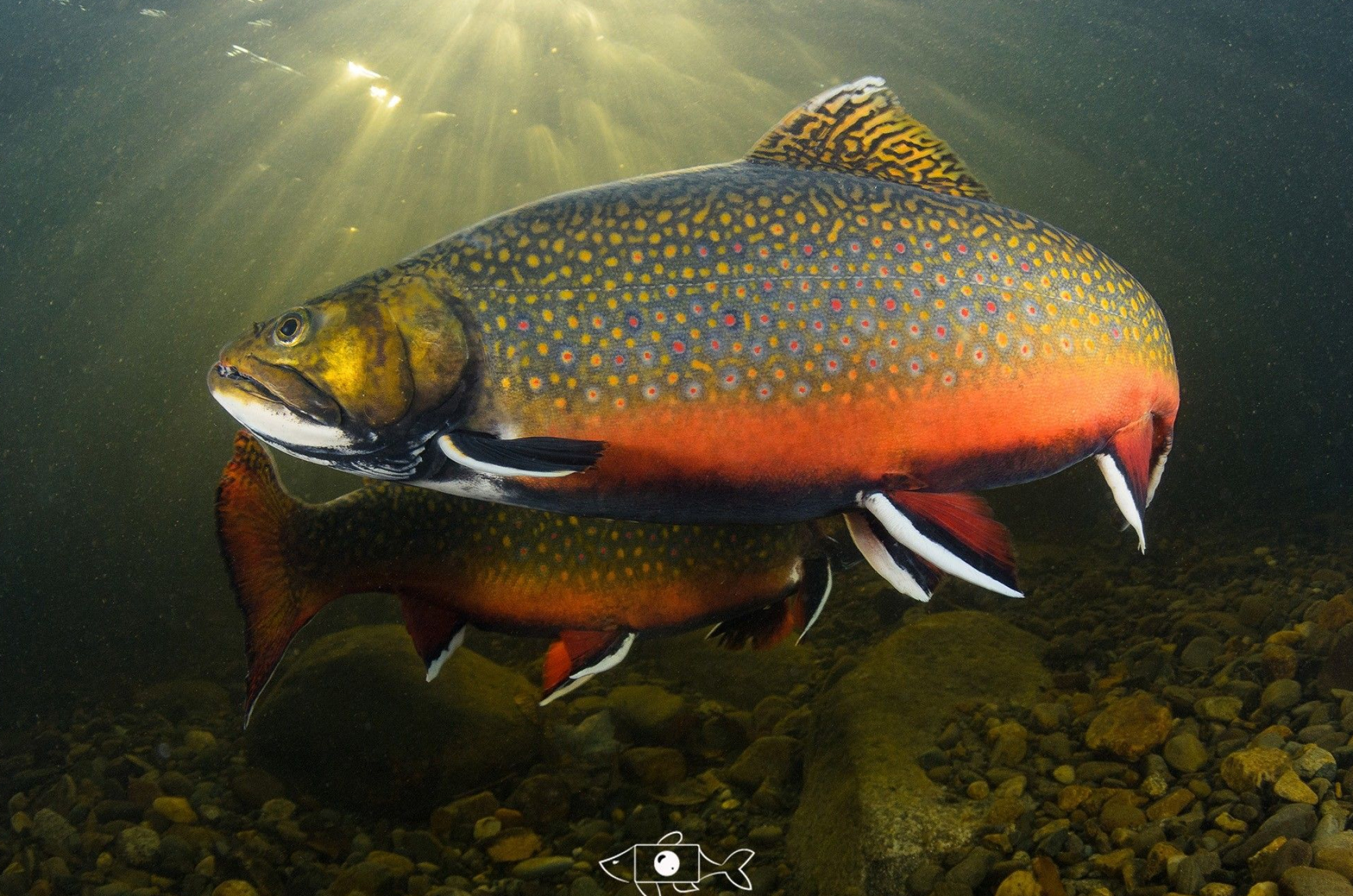 2151x1425 Trout Wallpapers Top Free Trout Backgrounds