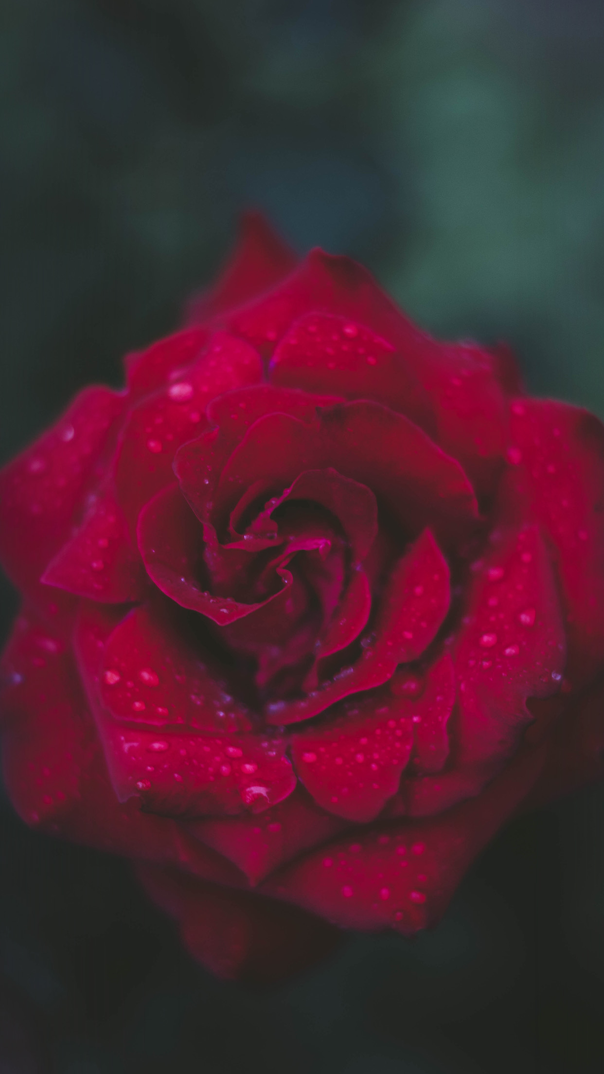 1242x2208 | iPhone 6 wallpaper | nv54-rose-red-flower-nature
