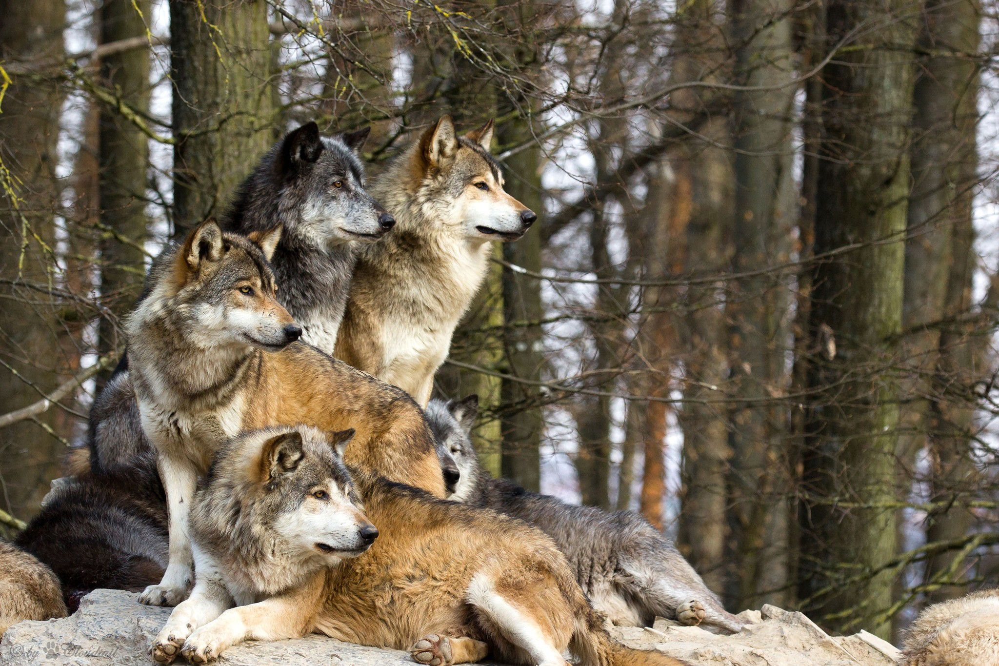 2048x1365 Wolf Pack Wallpapers Top Free Wolf Pack Backgrounds