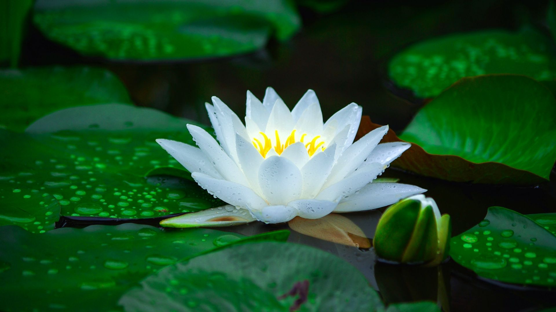 1920x1080 Waterlily Wallpapers