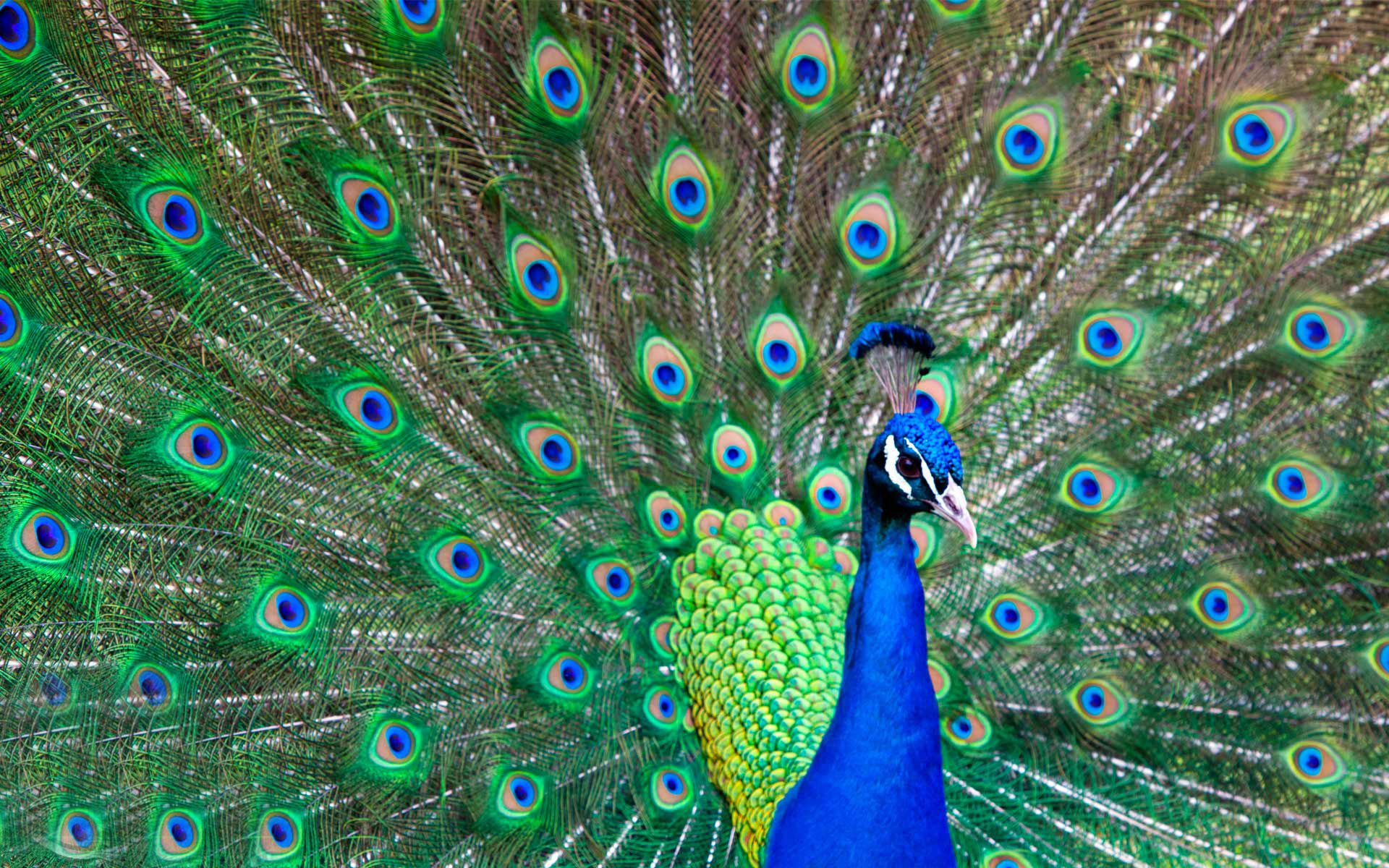 1920x1200 Peacock Omens are earned by being prideful. TOKENS AND OMENS peacock Google Search | Peacock wallpaper, Peacock pictures, Bird phot