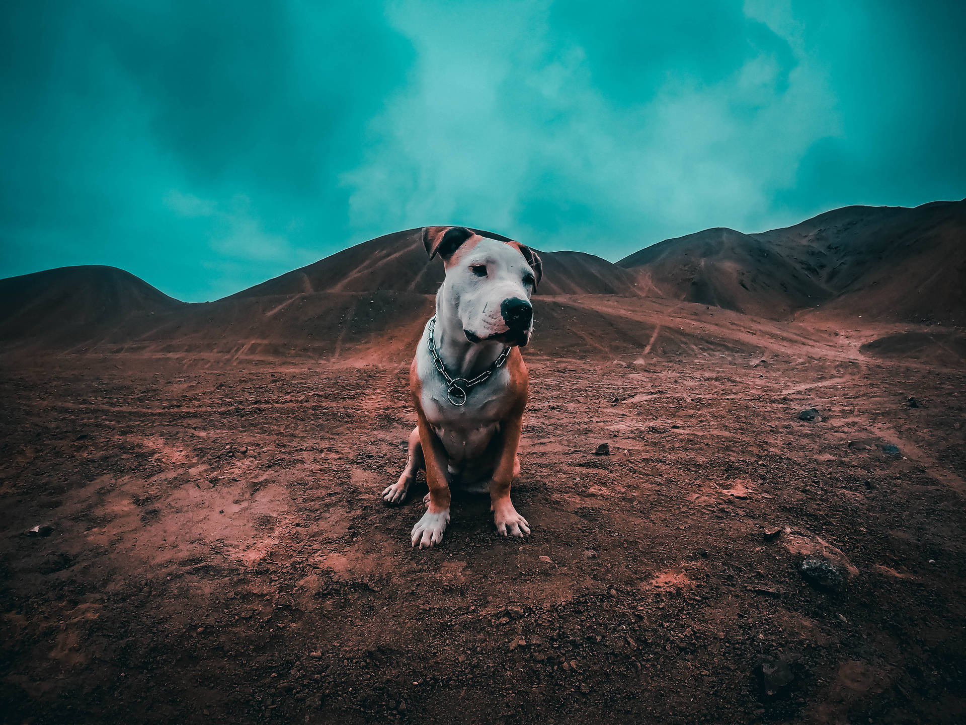 1920x1440 Download Pitbull Terrier On Soil Wallpaper