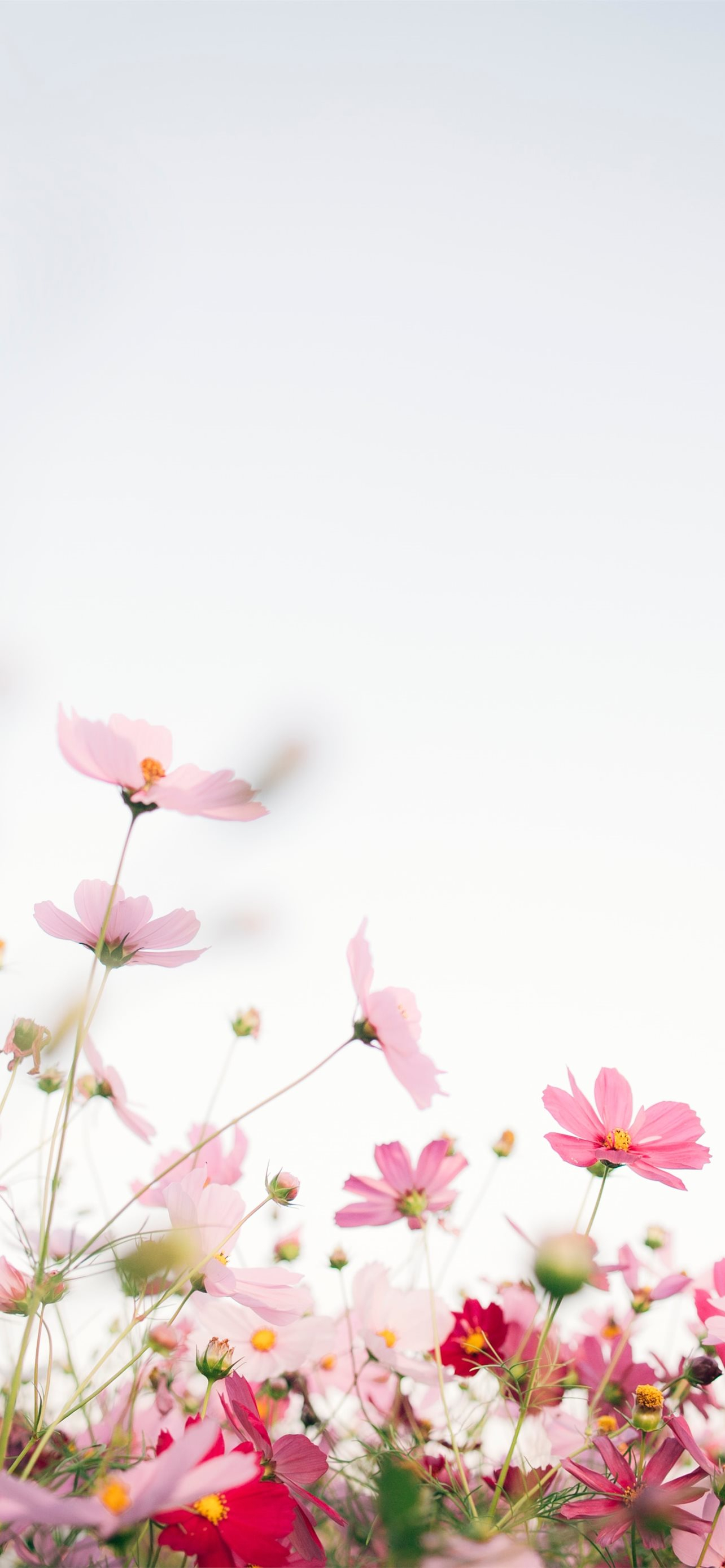 1284x2778 Best Spring iPhone HD Wallpapers