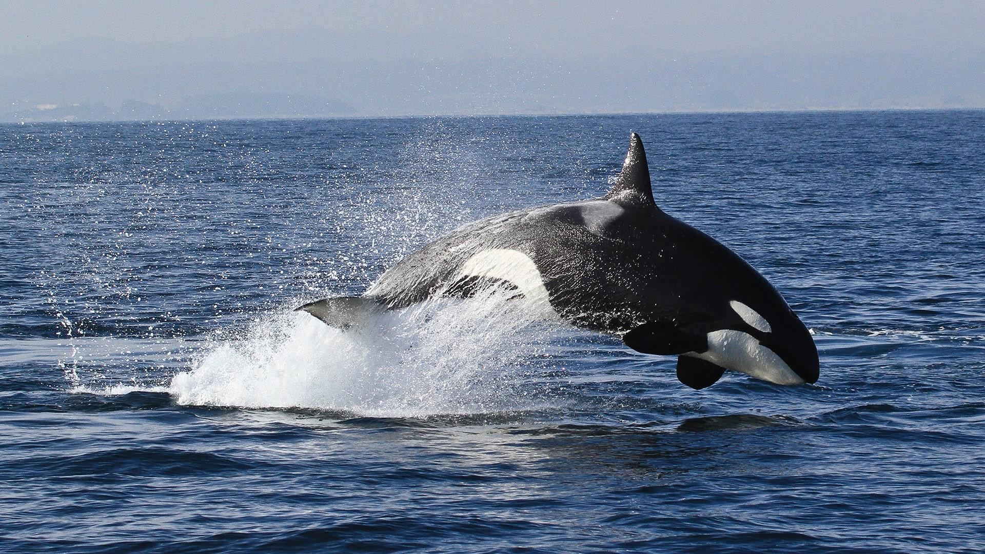 1920x1080 Bigg's (Transient) killer whale (Orcinus orca), Monterey Bay whale watch, California, USA | Windows 10 Spotlight Images