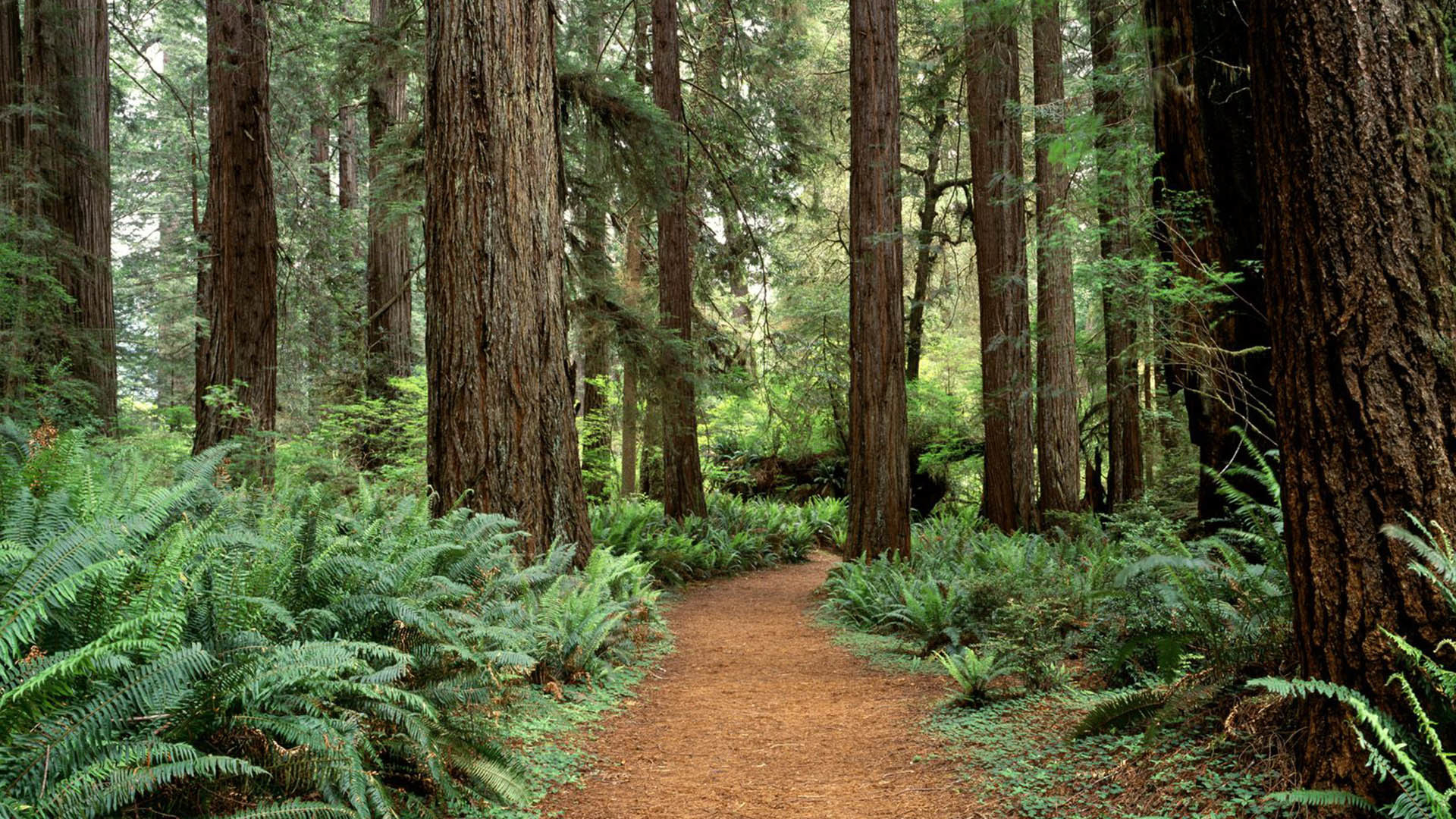 1920x1080 Redwood Forest Wallpaper (61+ pictures