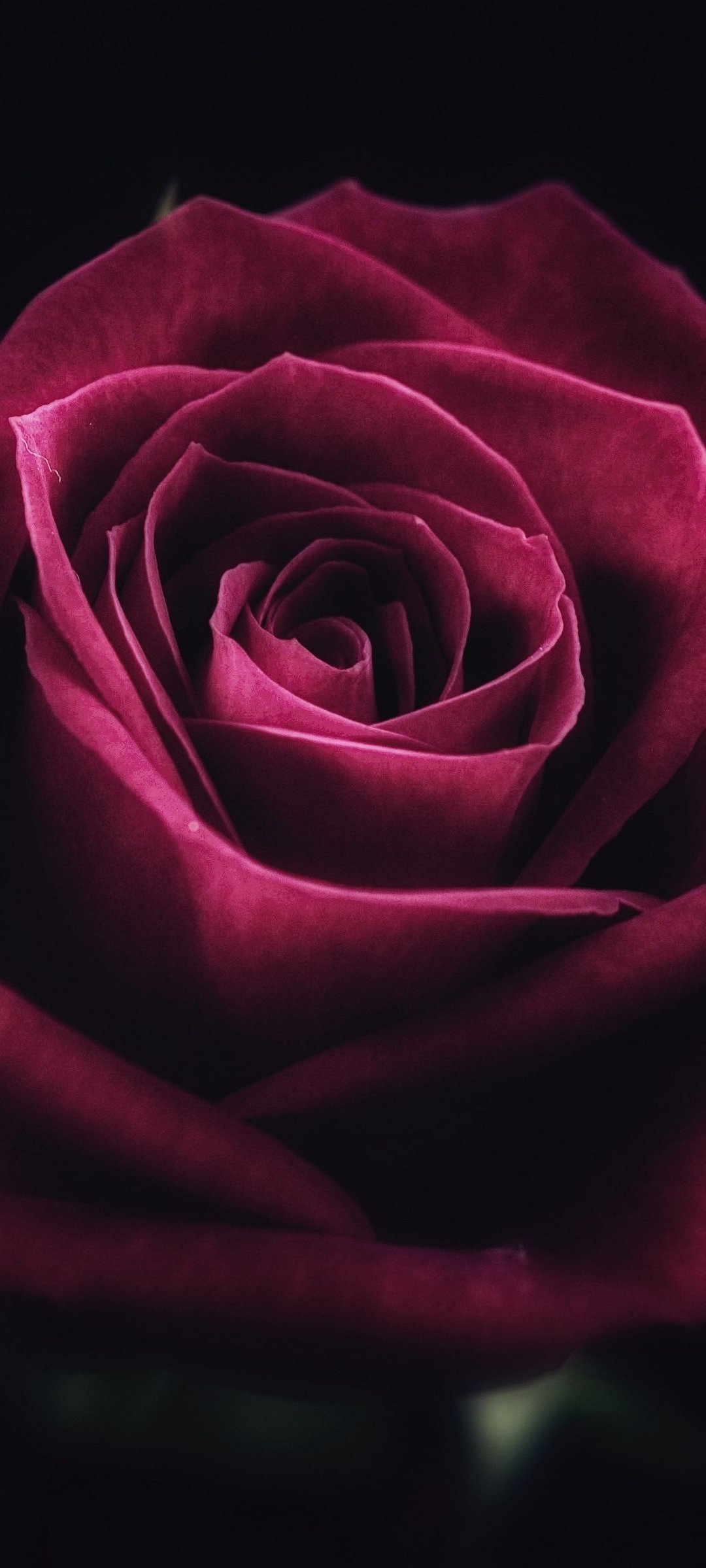 1080x2400 Cute Red Black Rose Wallpaper 07
