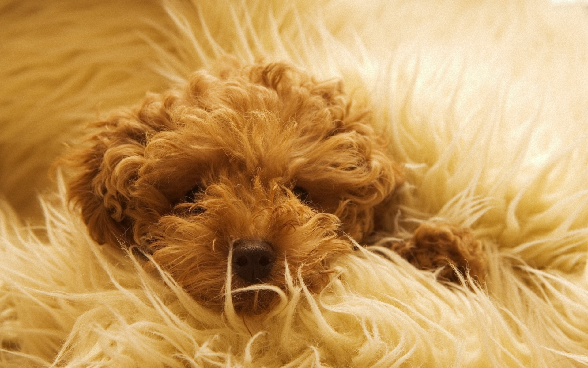 1920x1200 Wallpaper : look, puppy, fluffy, vertebrate, close up, dog like mammal, dog crossbreeds, muzzle, goldendoodle, schnoodle, miniature poodle, cockapoo 609310 HD Wallpapers