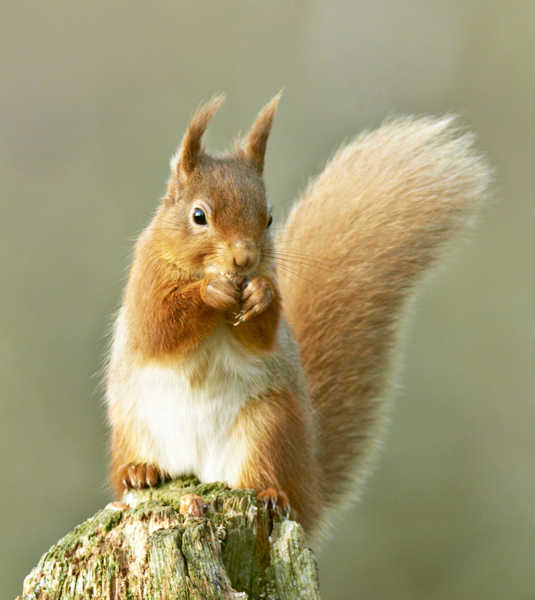 1720x1926 Brown squirrel animal, red squirrel HD wallpaper