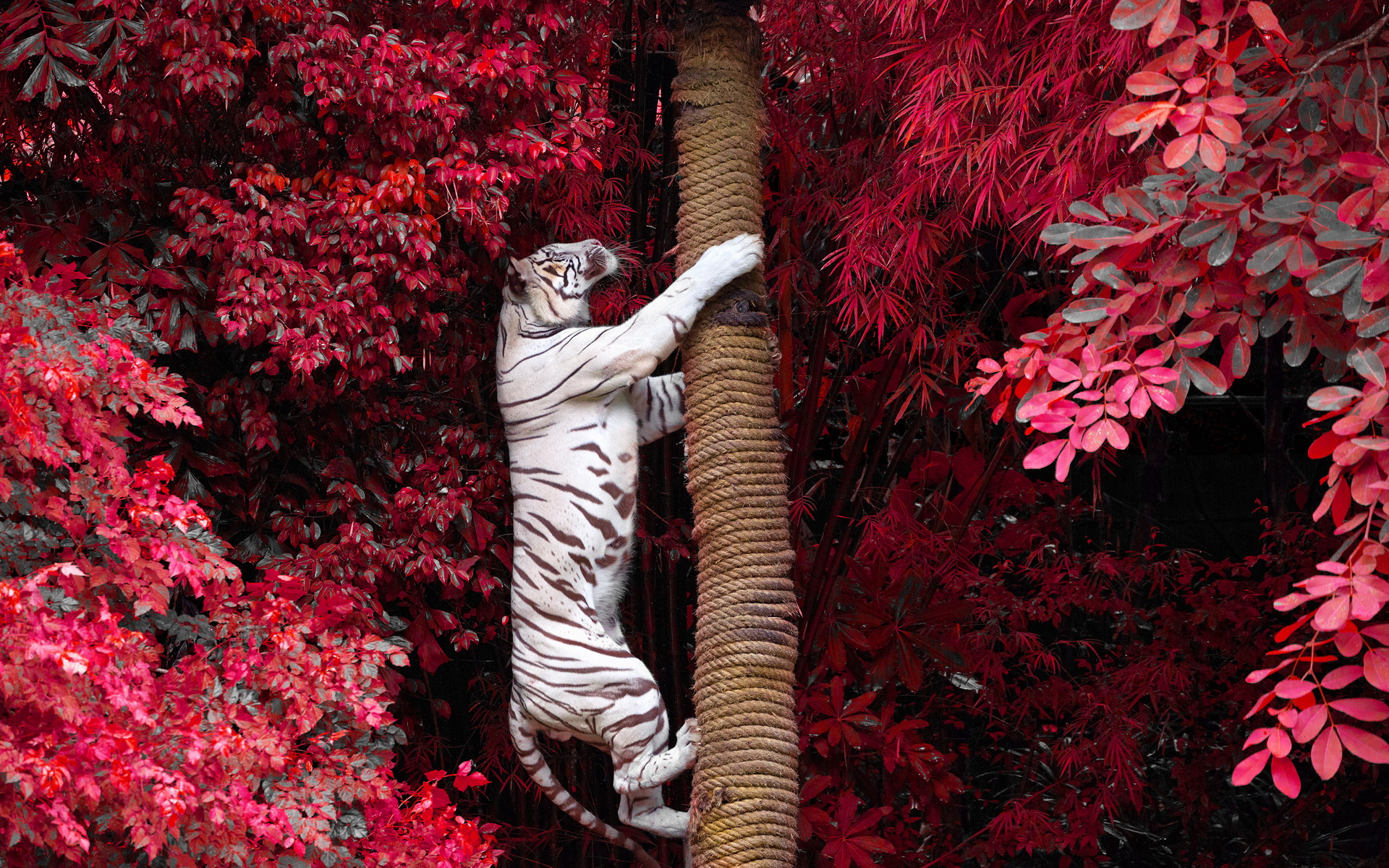 1920x1200 290+ White Tiger HD Wallpapers and Backgrounds