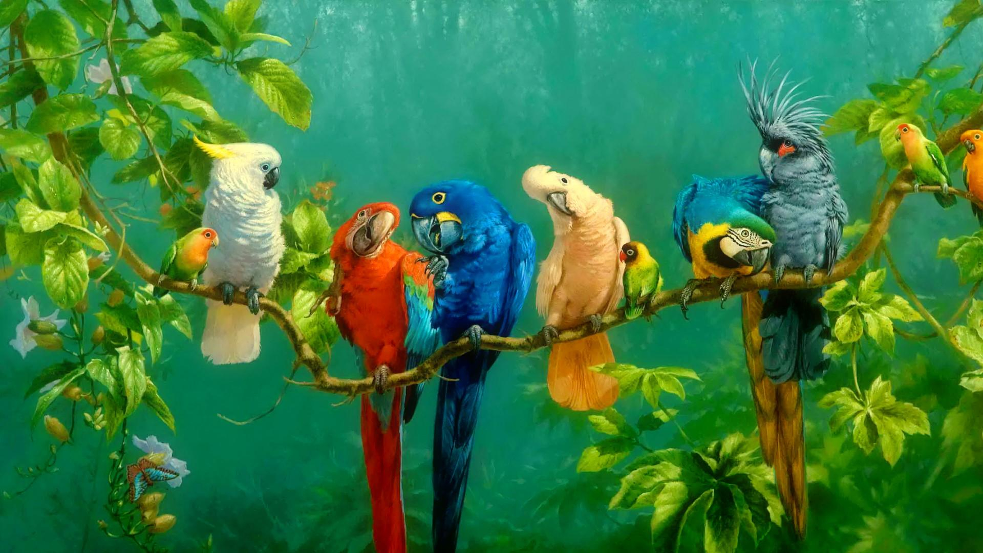 1920x1080 Parrot Colorful Birds On Branch Red Yellow Blue White Macaw KDE Store