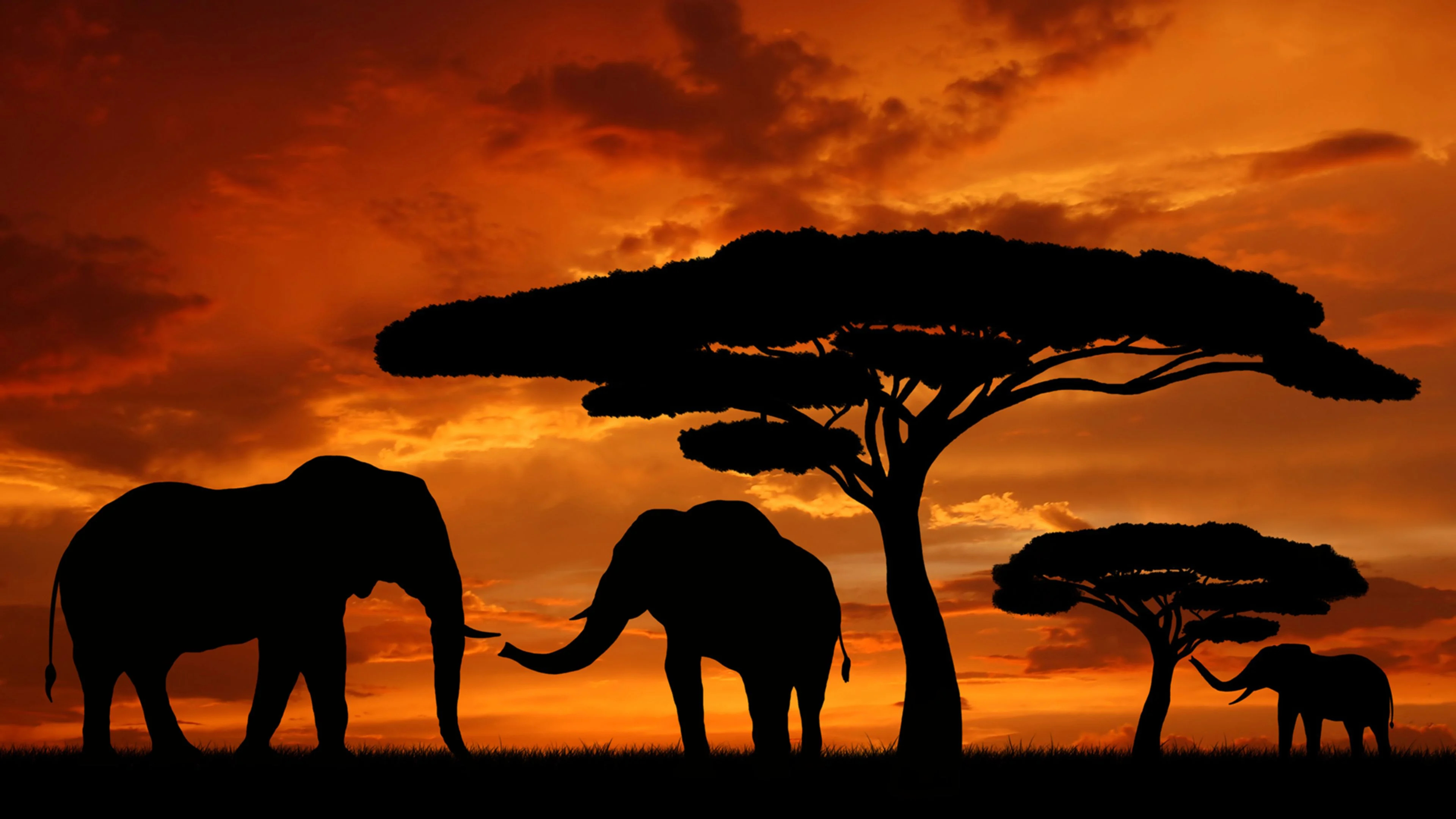3840x2160 African Safari Desktop Wallpapers Top Free African Safari Desktop Backgrounds