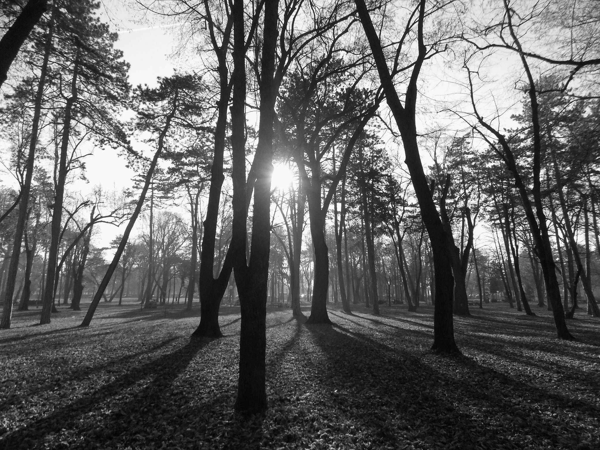 2048x1536 monochrome, Park, Nature, Serbia Wallpapers HD / Desktop and Mobile Backgrounds
