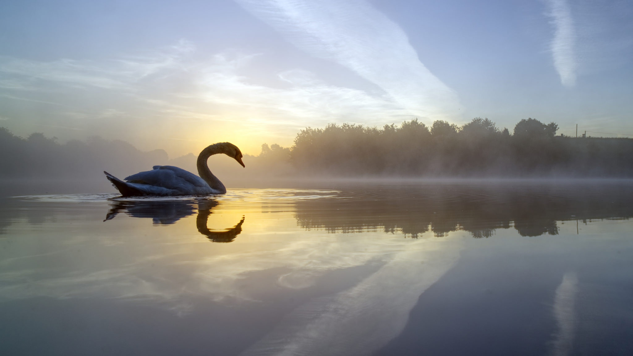 2048x1152 Swan Lake, HD Animals, 4k Wallpapers, Images, Backgrounds, Photos and Pictures