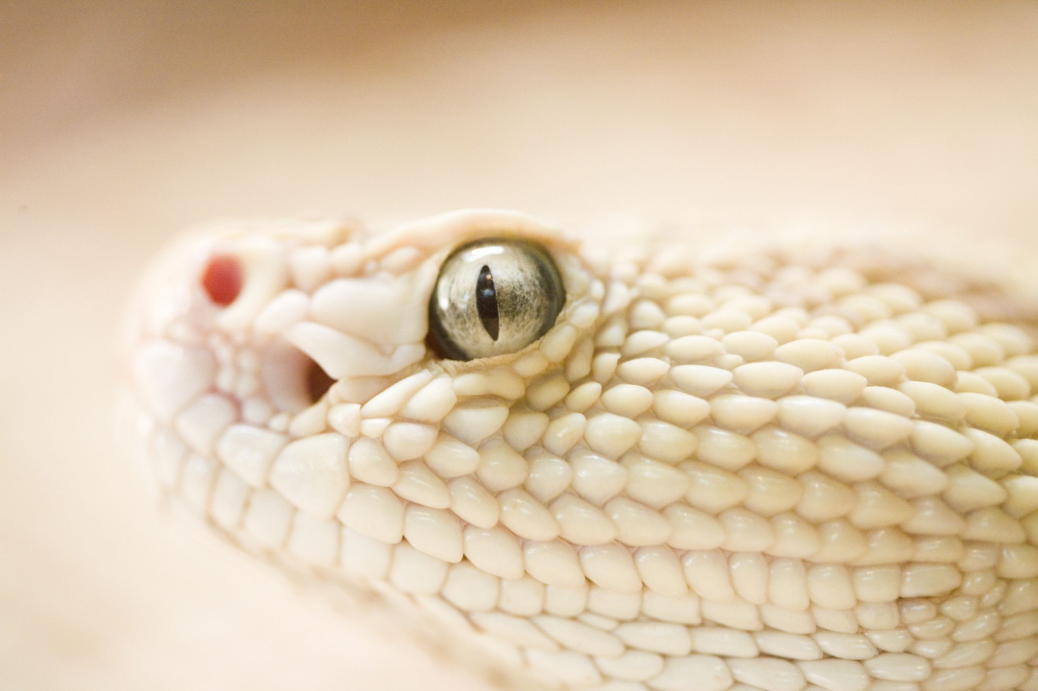 2048x1365 Wallpaper : scaled reptile, close up, snake, serpent, rattlesnake, macro photography, organism, VIPER 896788 HD Wallpapers