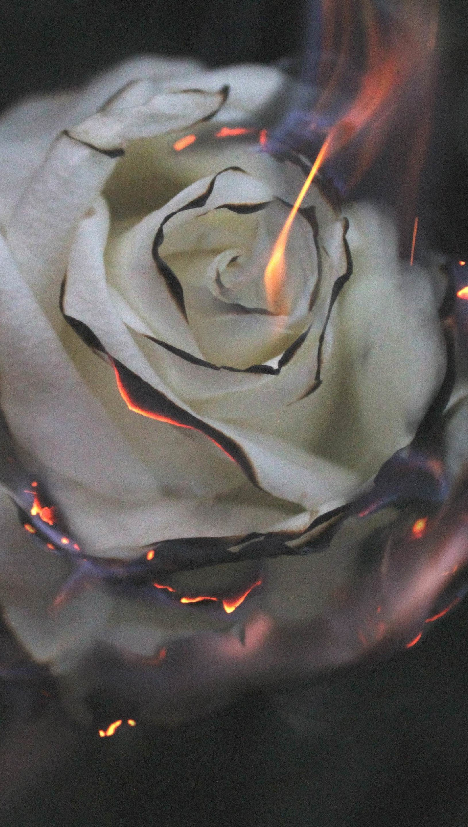 1630x2880 White rose on fire Wallpaper 5k Ultra HD ID:4622