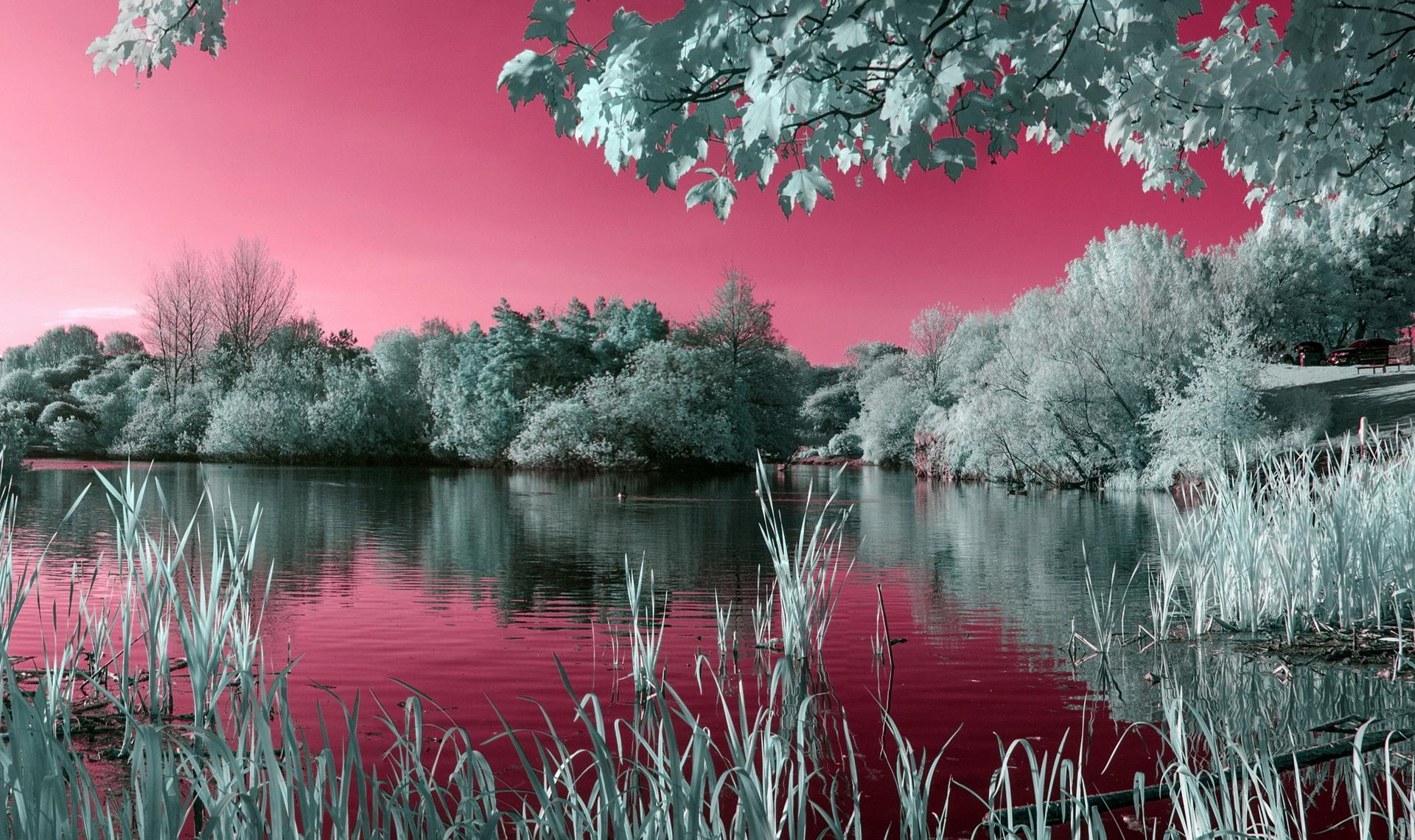 1920x1140 Pink Nature Laptop Wallpapers Top Free Pink Nature Laptop Backgrounds