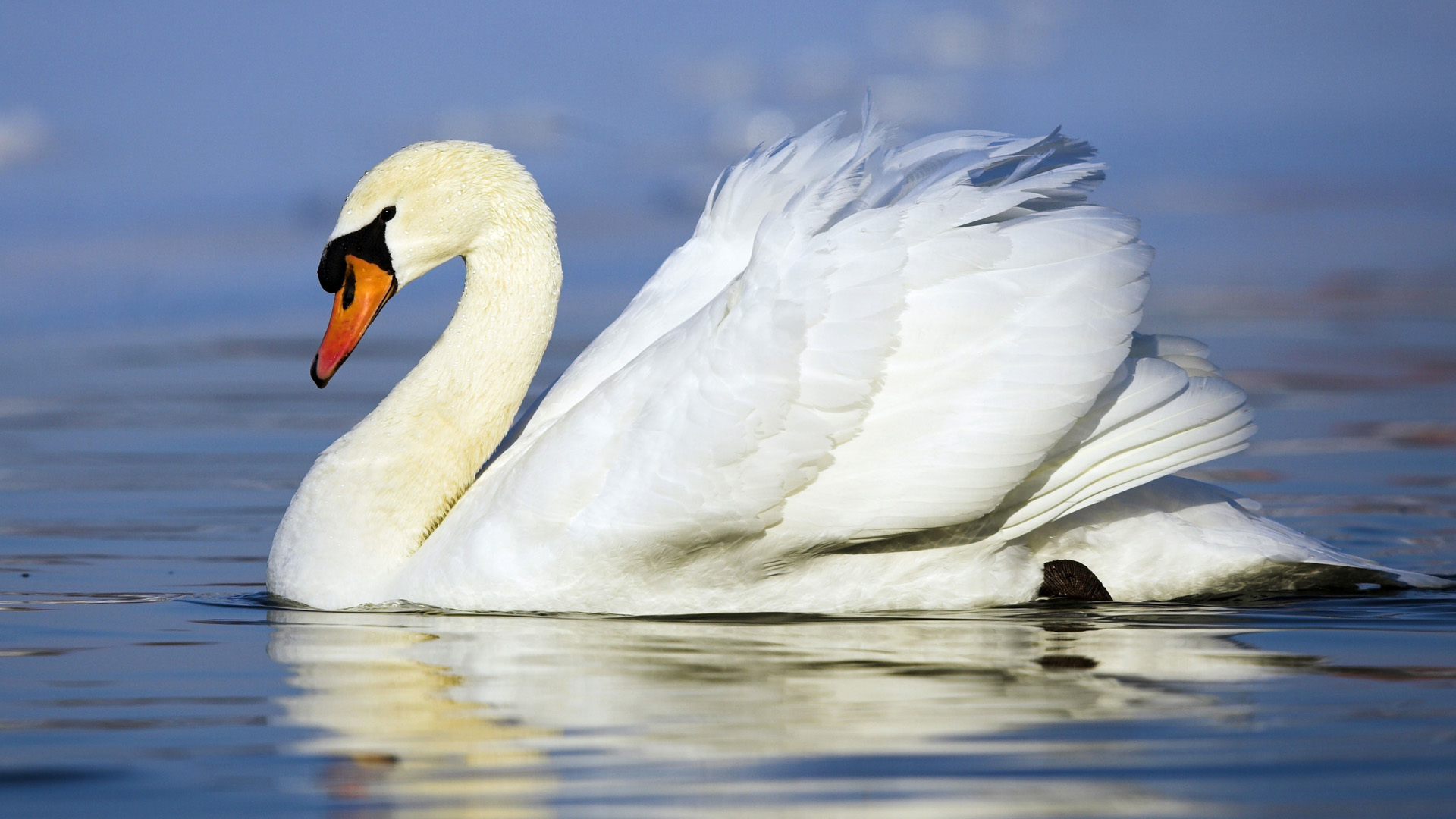 1920x1080 Graceful Swan High Definition, High Resolution HD Wallpapers : High Definition, High Resolution HD Wallpapers